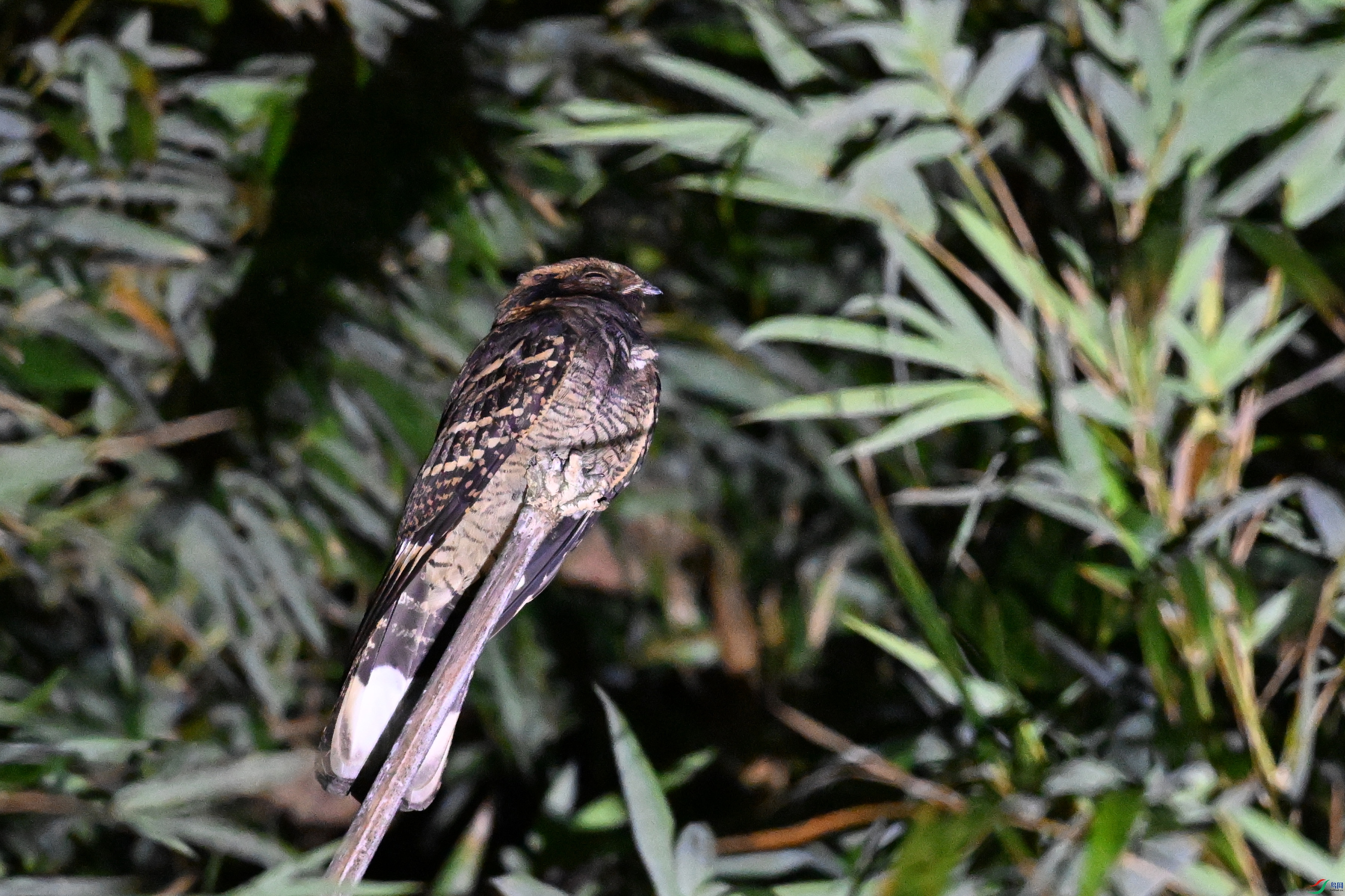 DSC_6666.JPG