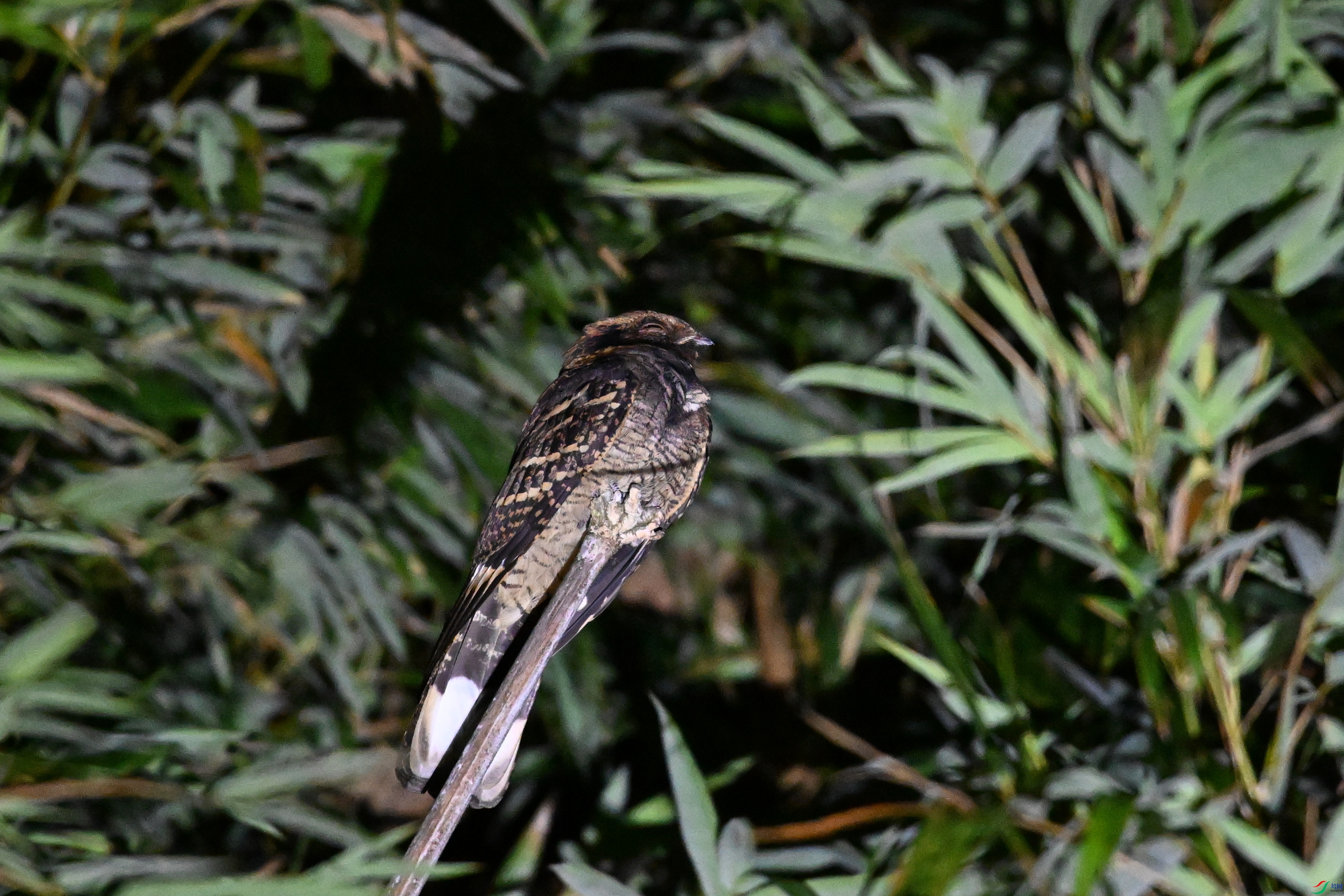 DSC_6668.JPG