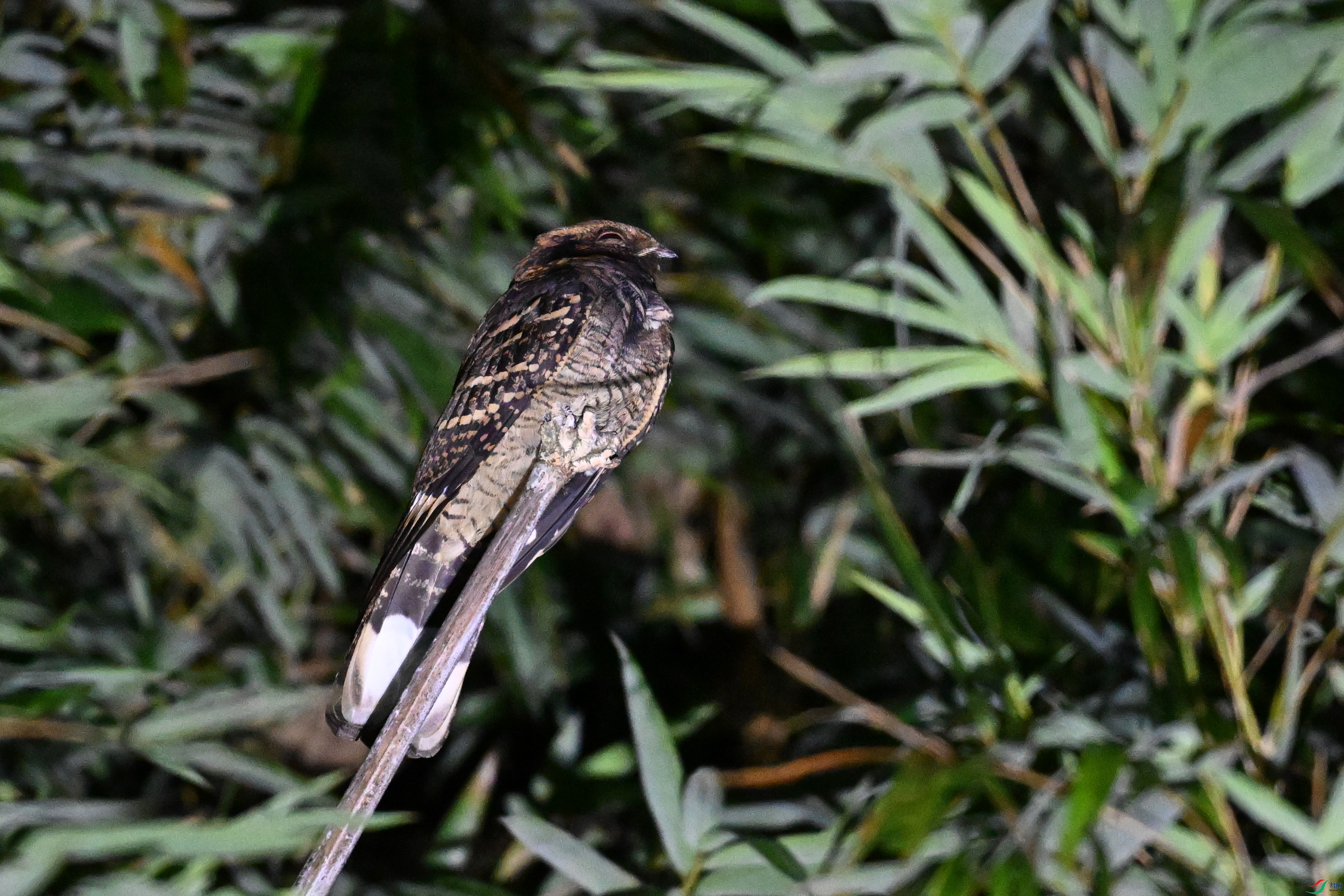 DSC_6669.JPG
