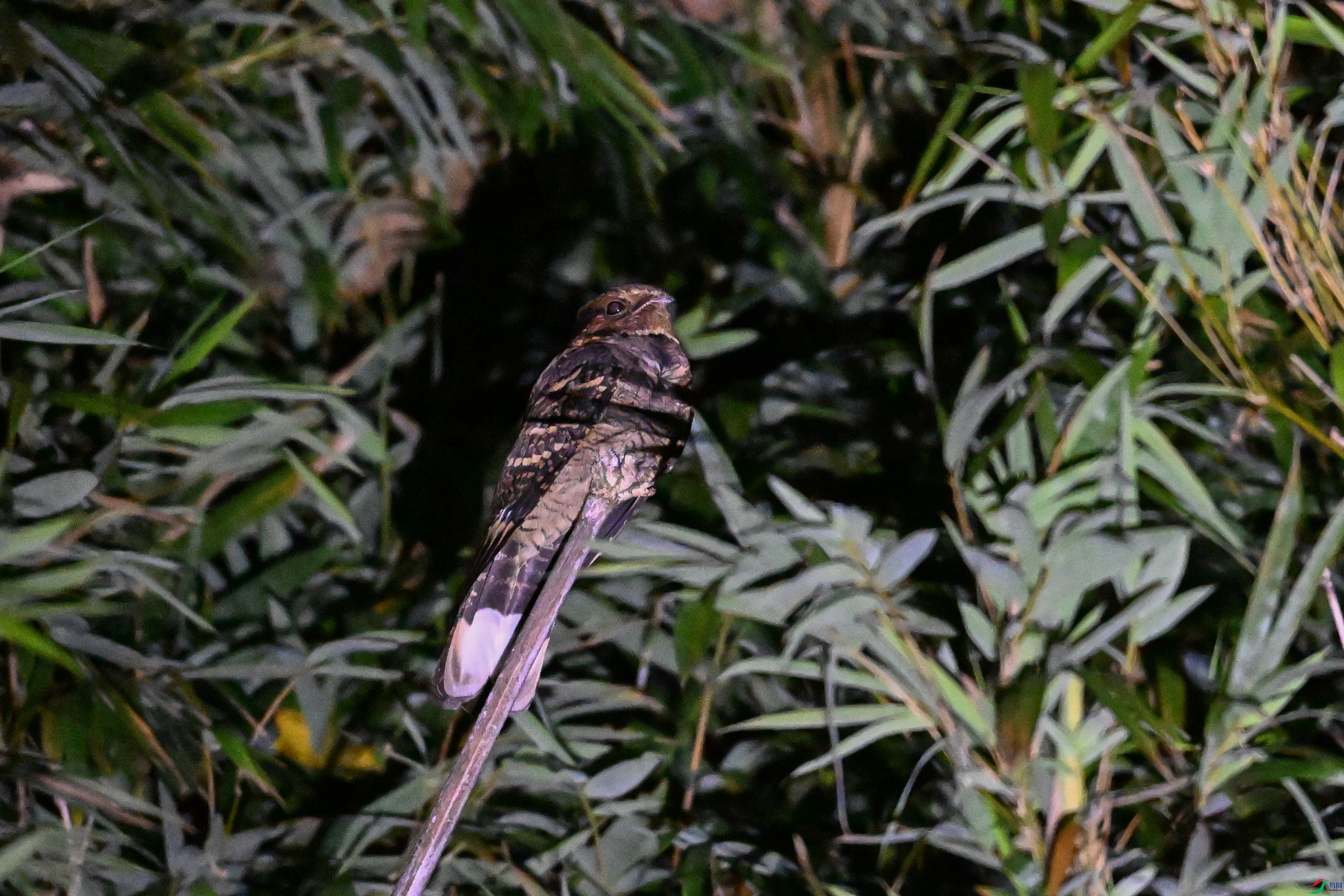 DSC_6653.JPG