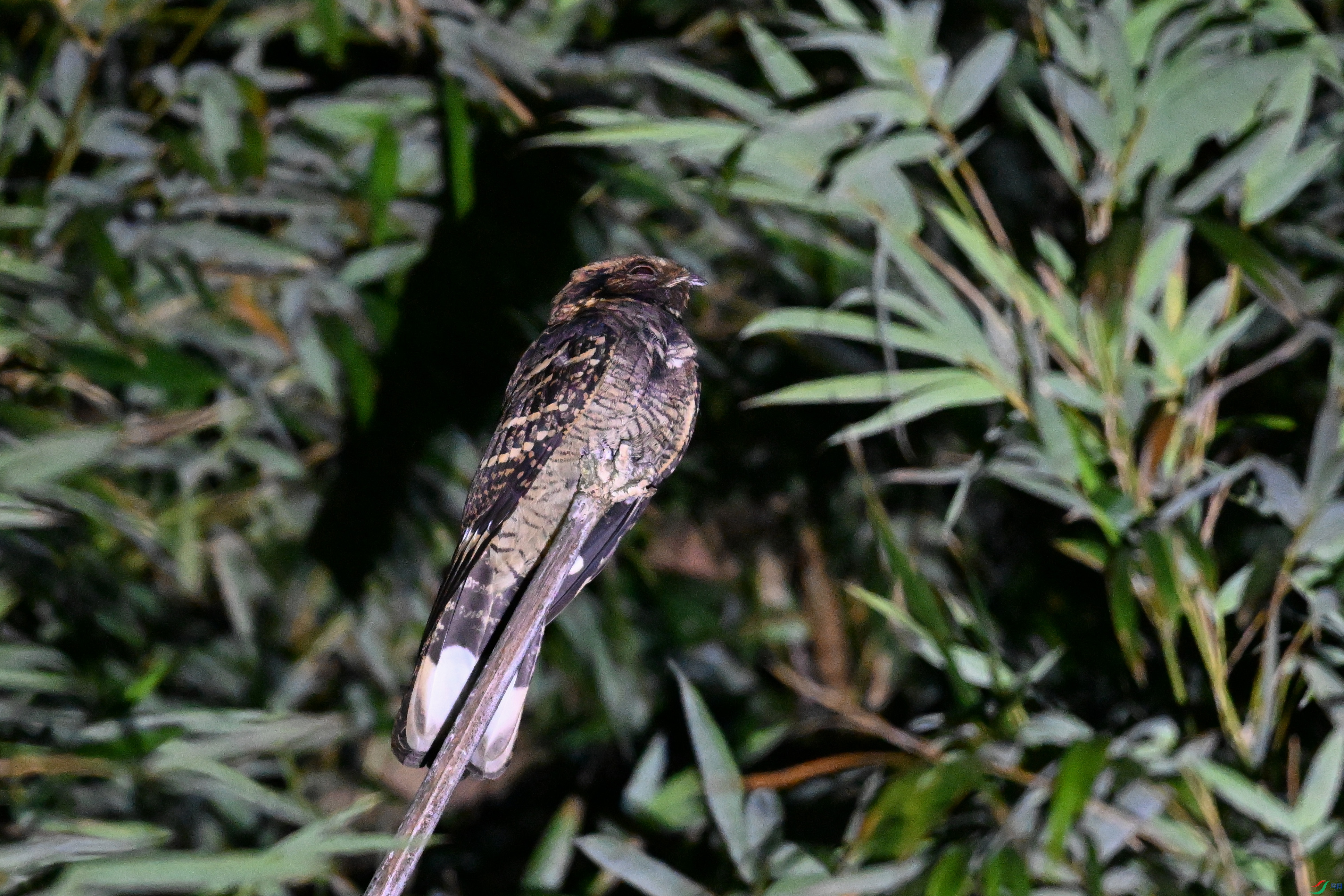 DSC_6654.JPG