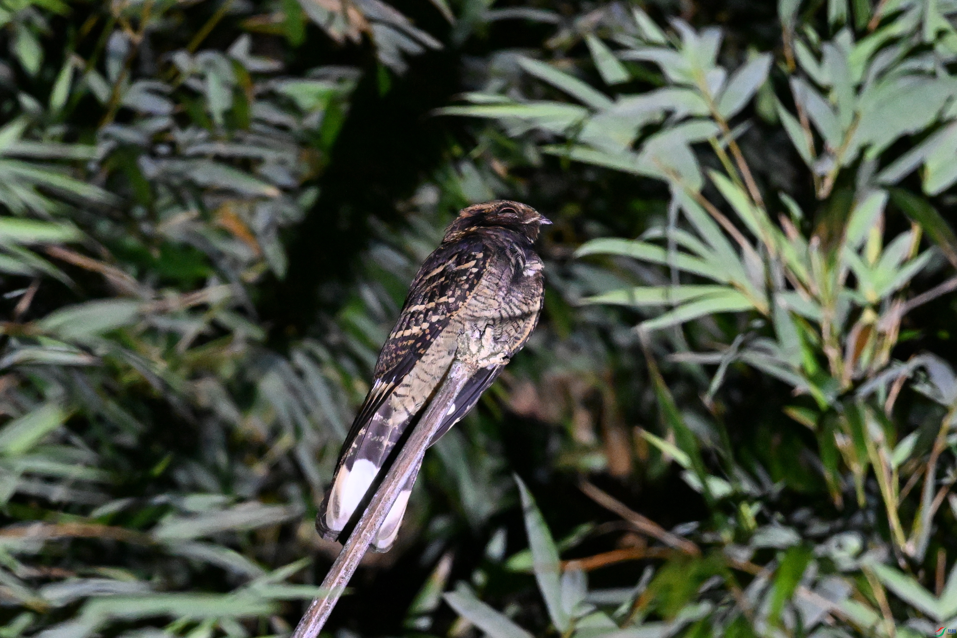 DSC_6663.JPG