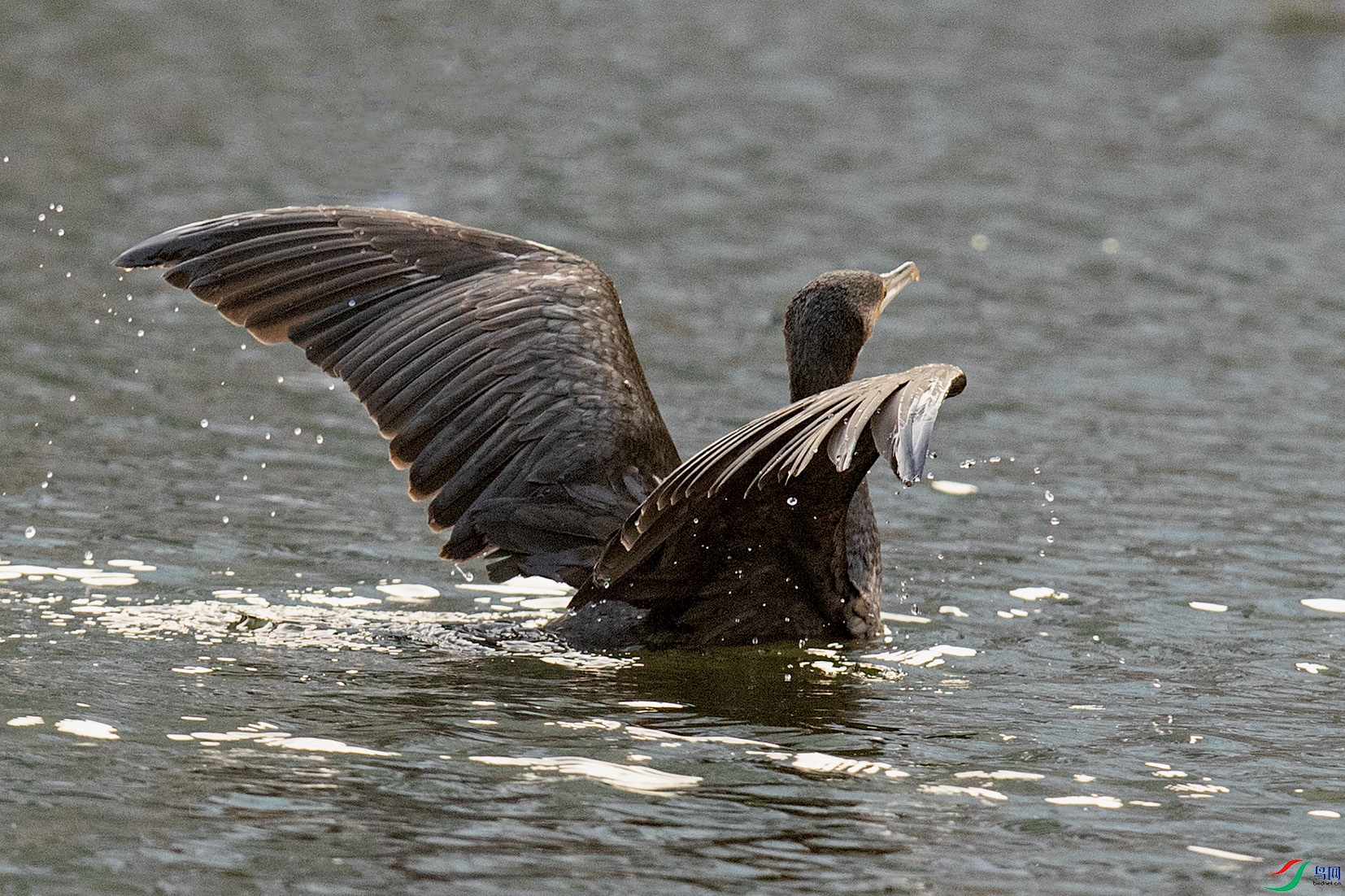 _90I5158 ����.jpg