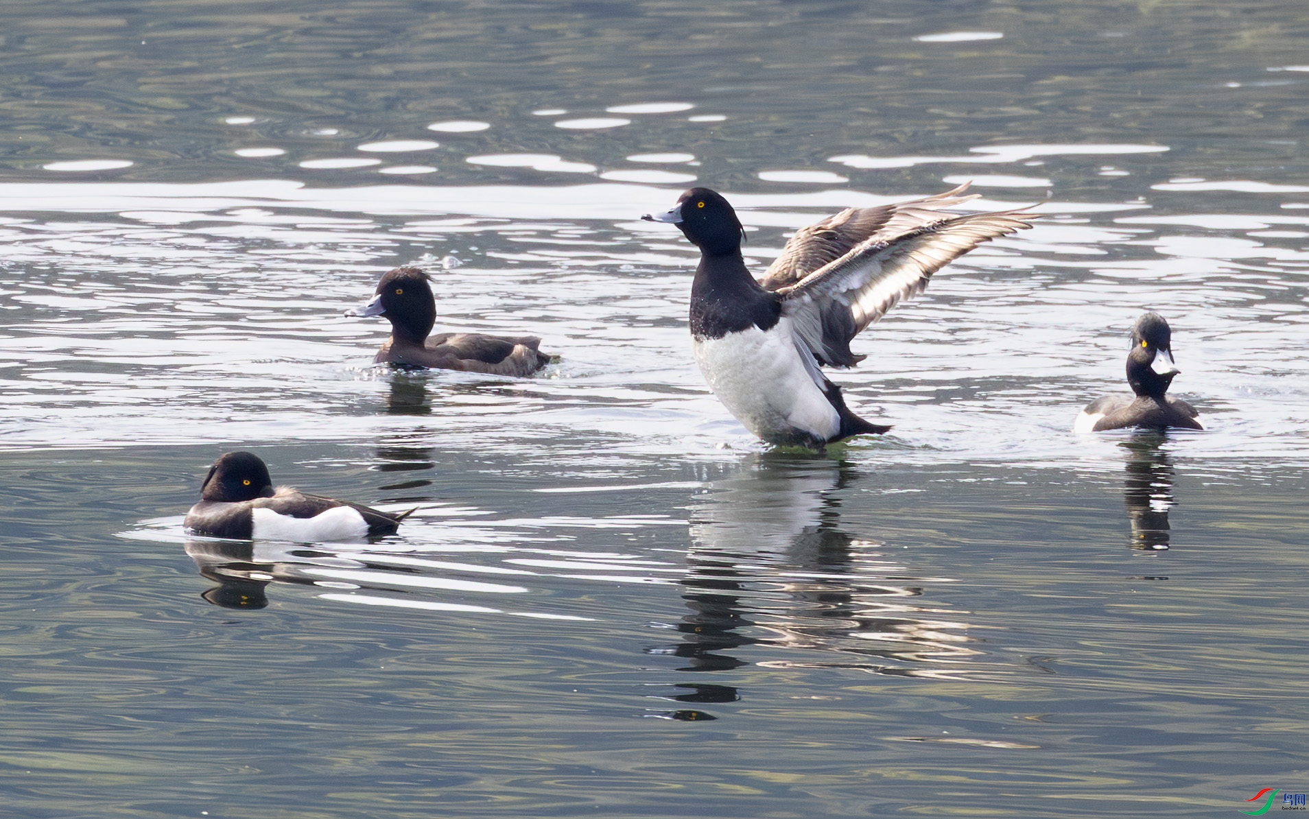 G47A9615-����ǿ-NR ����.jpg