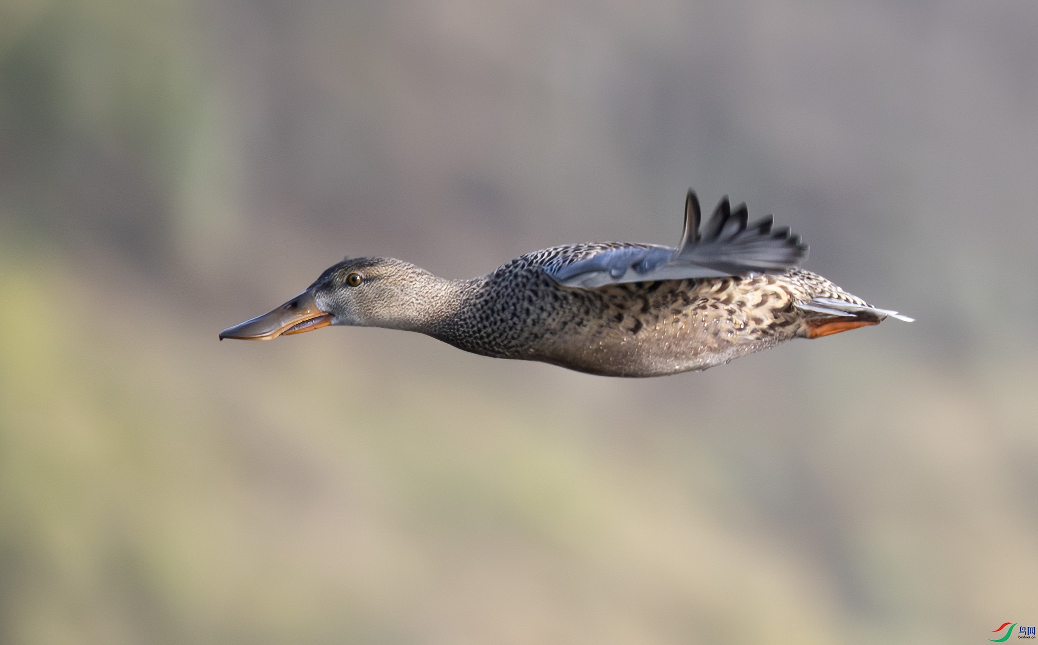 G47A8298-����ǿ-NR ����.jpg