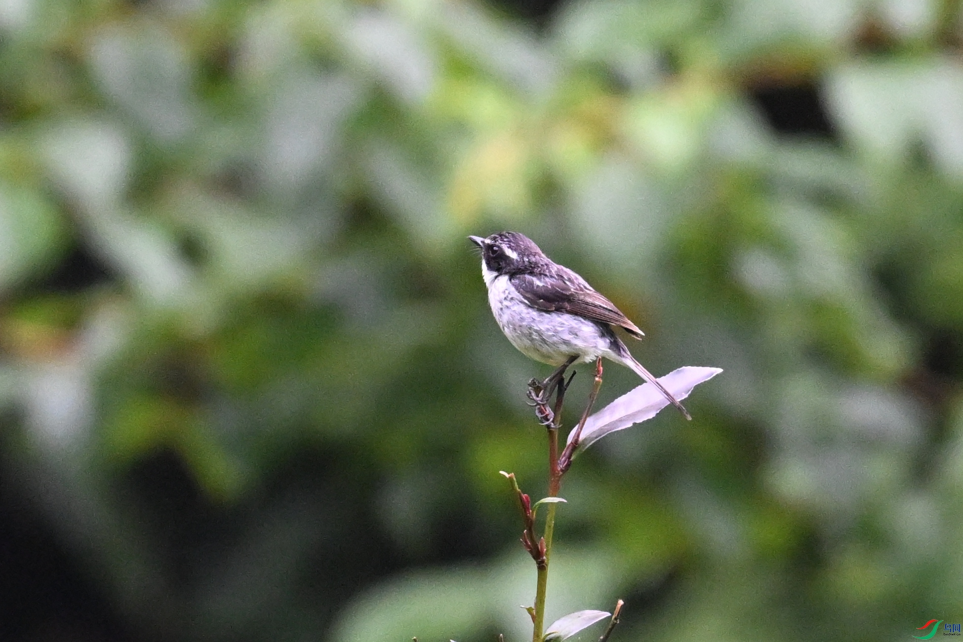 DSC_2590.JPG