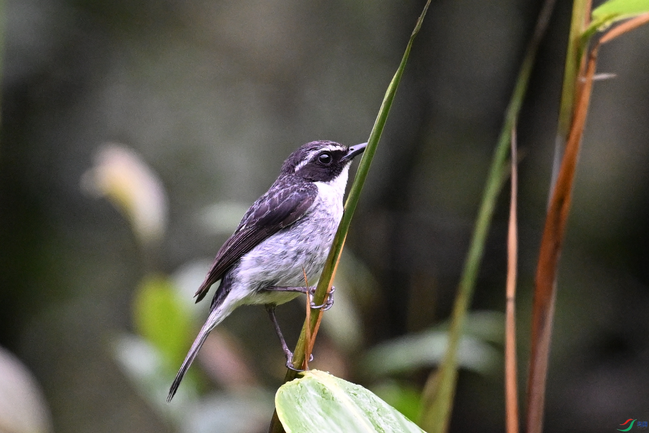 DSC_2603.JPG