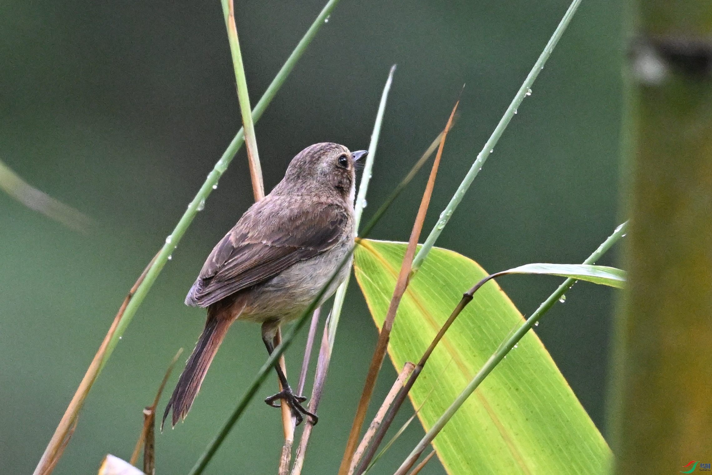 DSC_2612.JPG