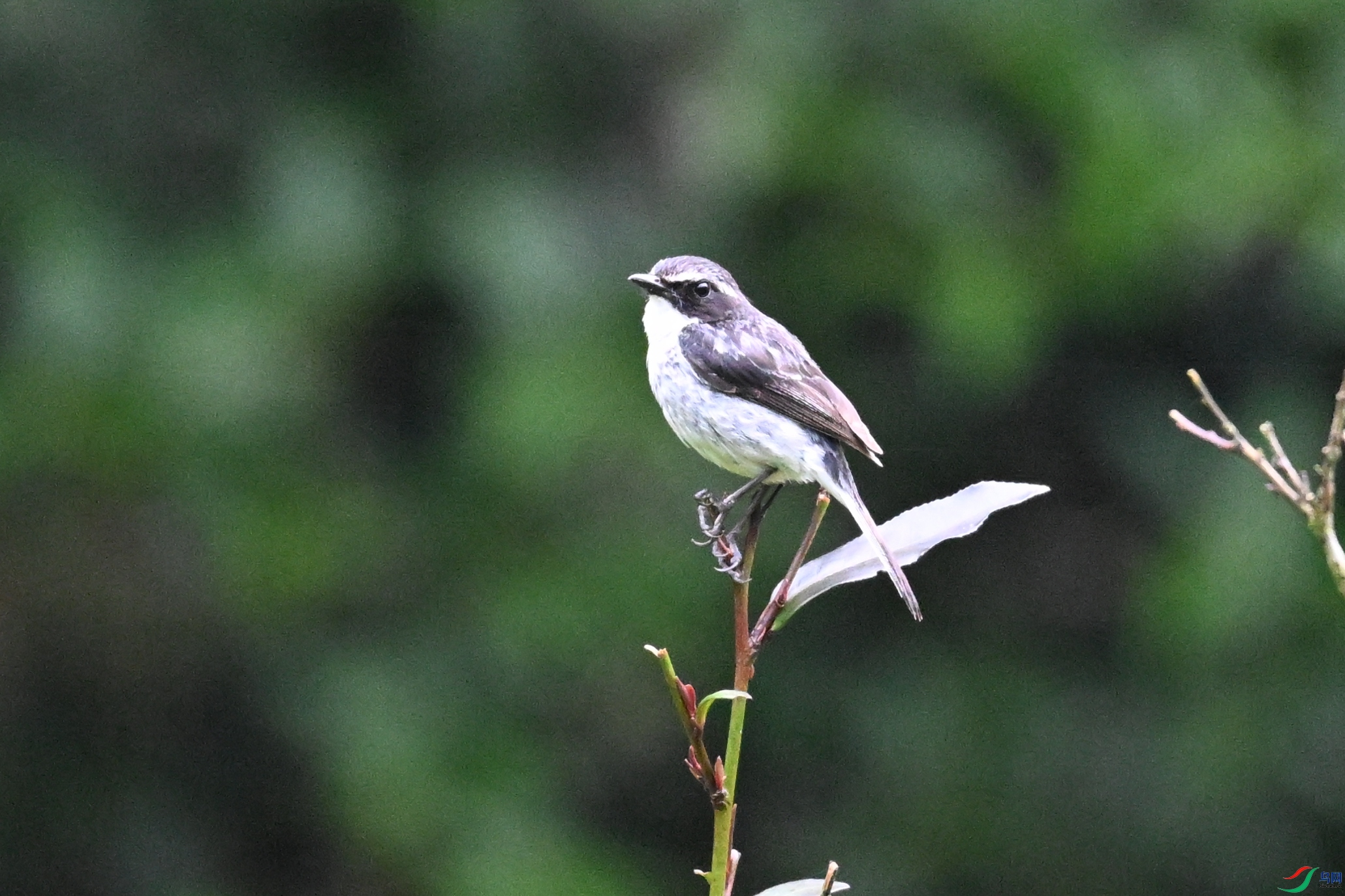 DSC_2598.JPG