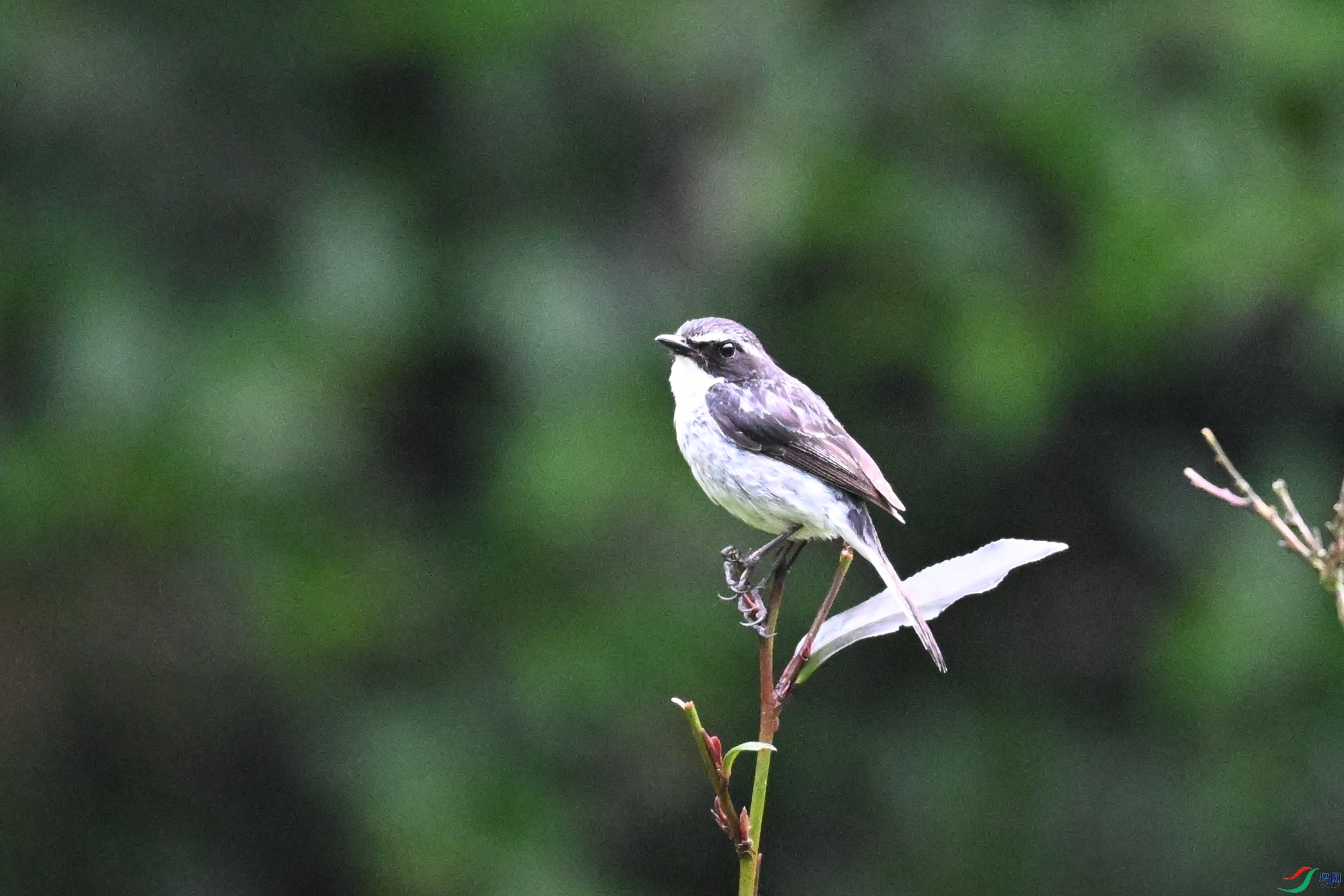 DSC_2600.JPG