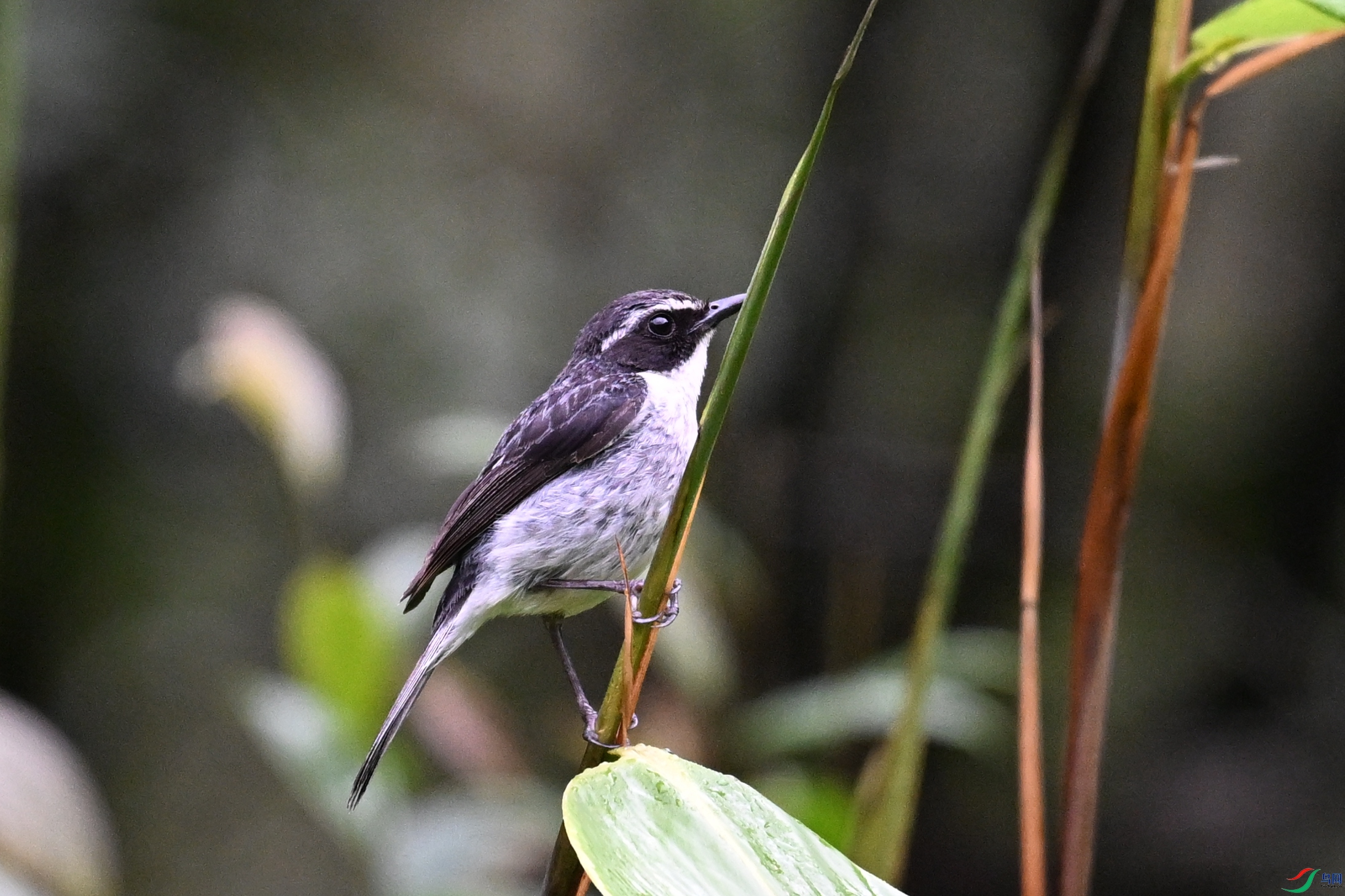 DSC_2602.JPG