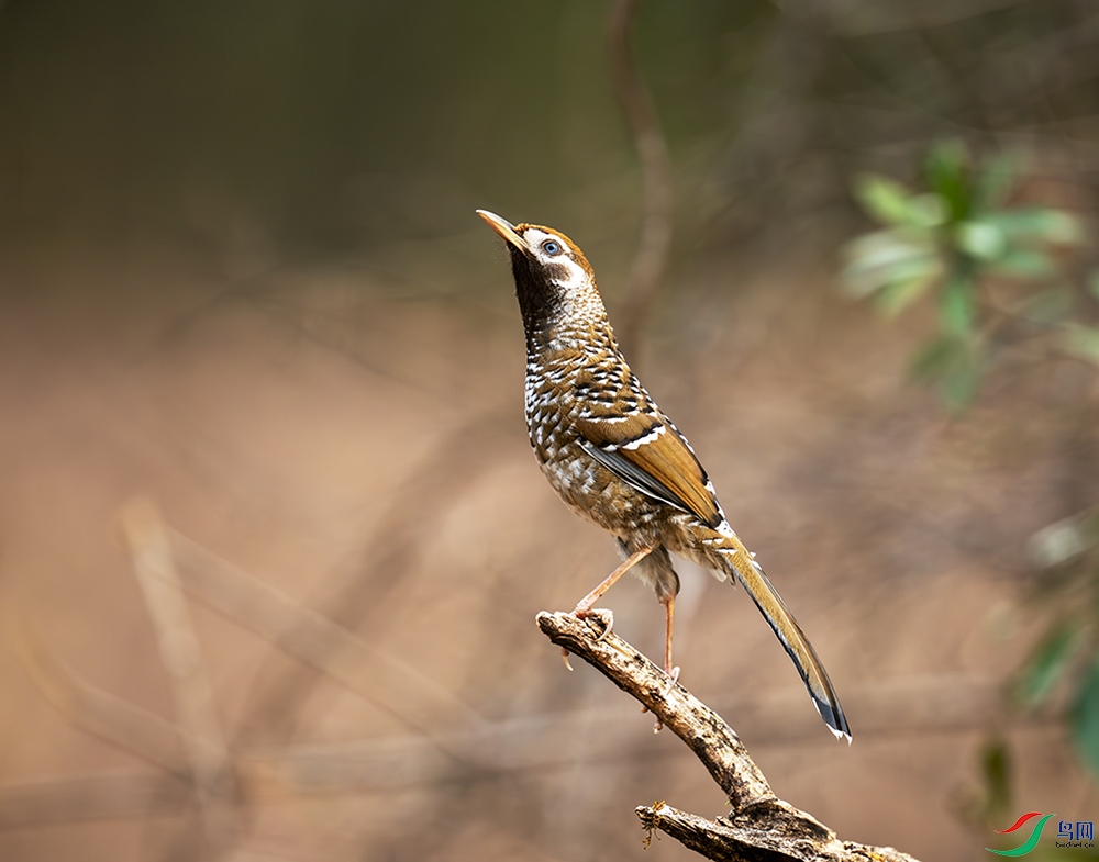 DSC_5446-����ǿ-NR ���� 3.jpg