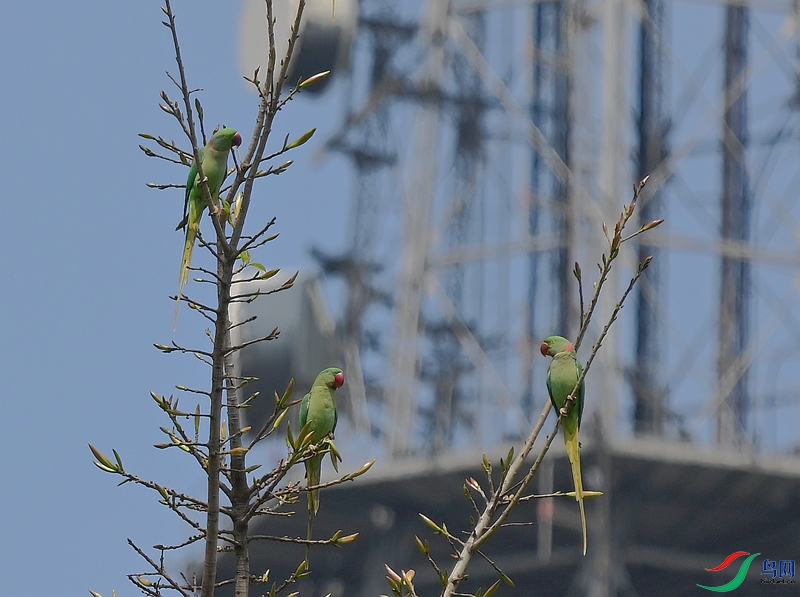 DSC_3373.JPG