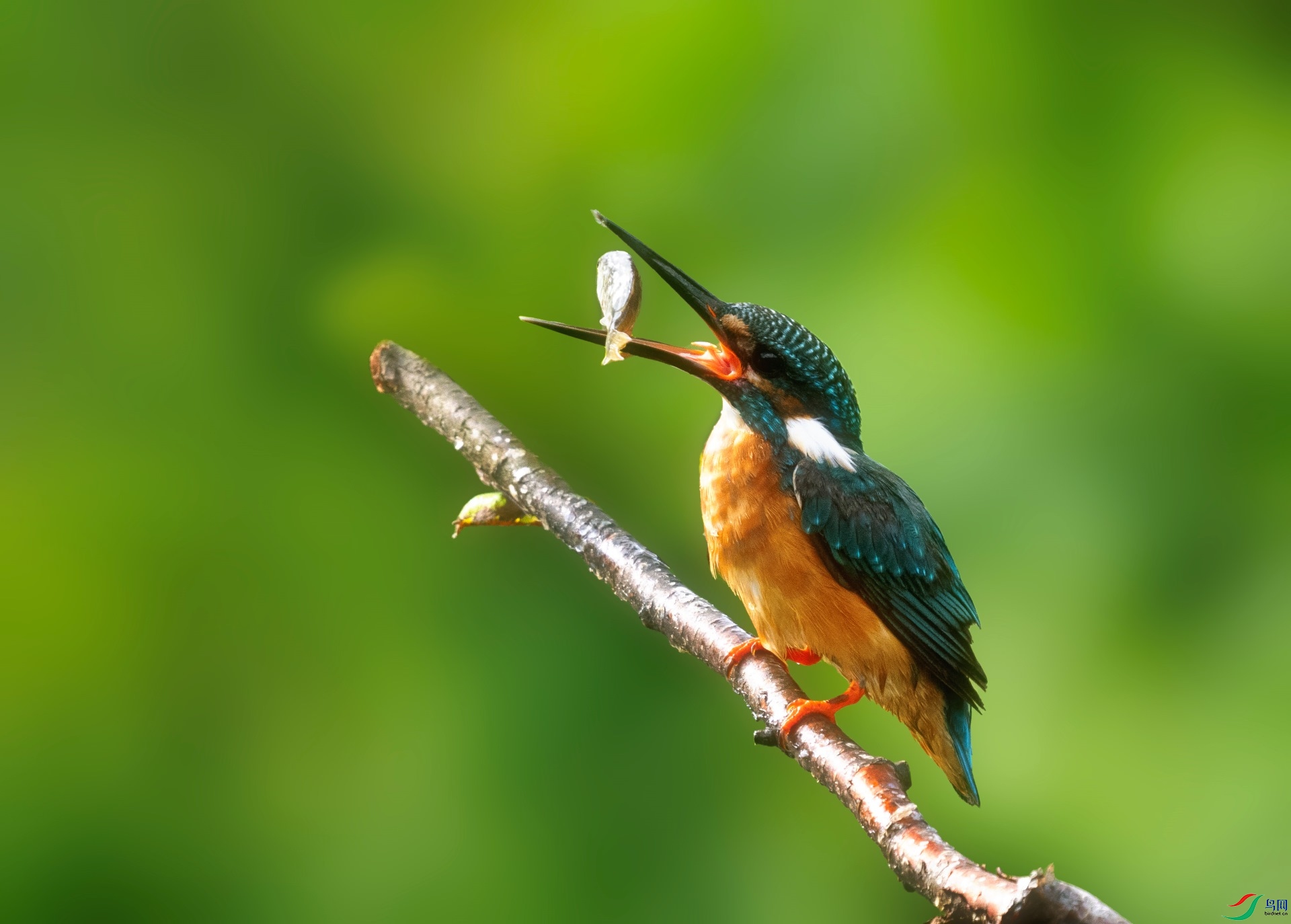 DSC02153 ����.jpg