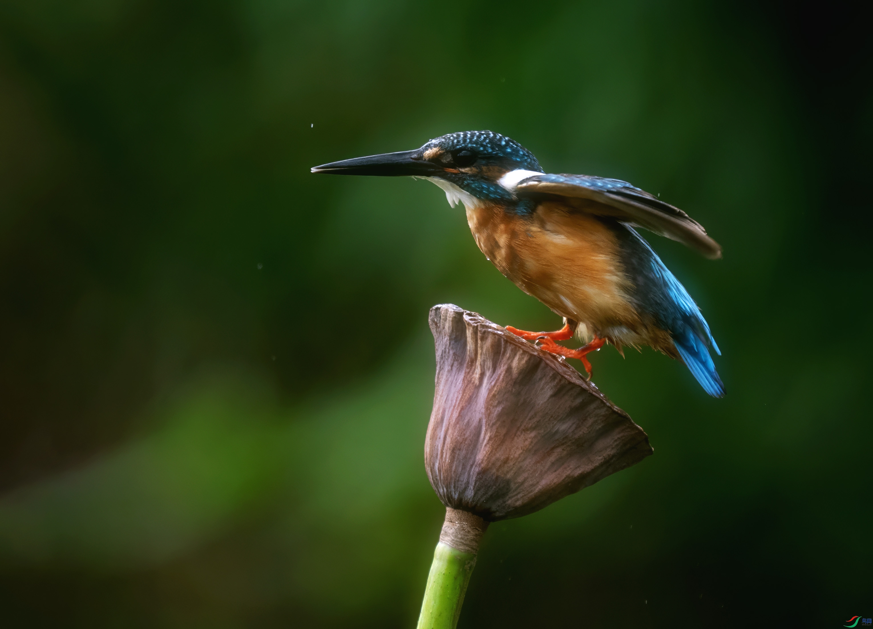 DSC02264 ����.jpg