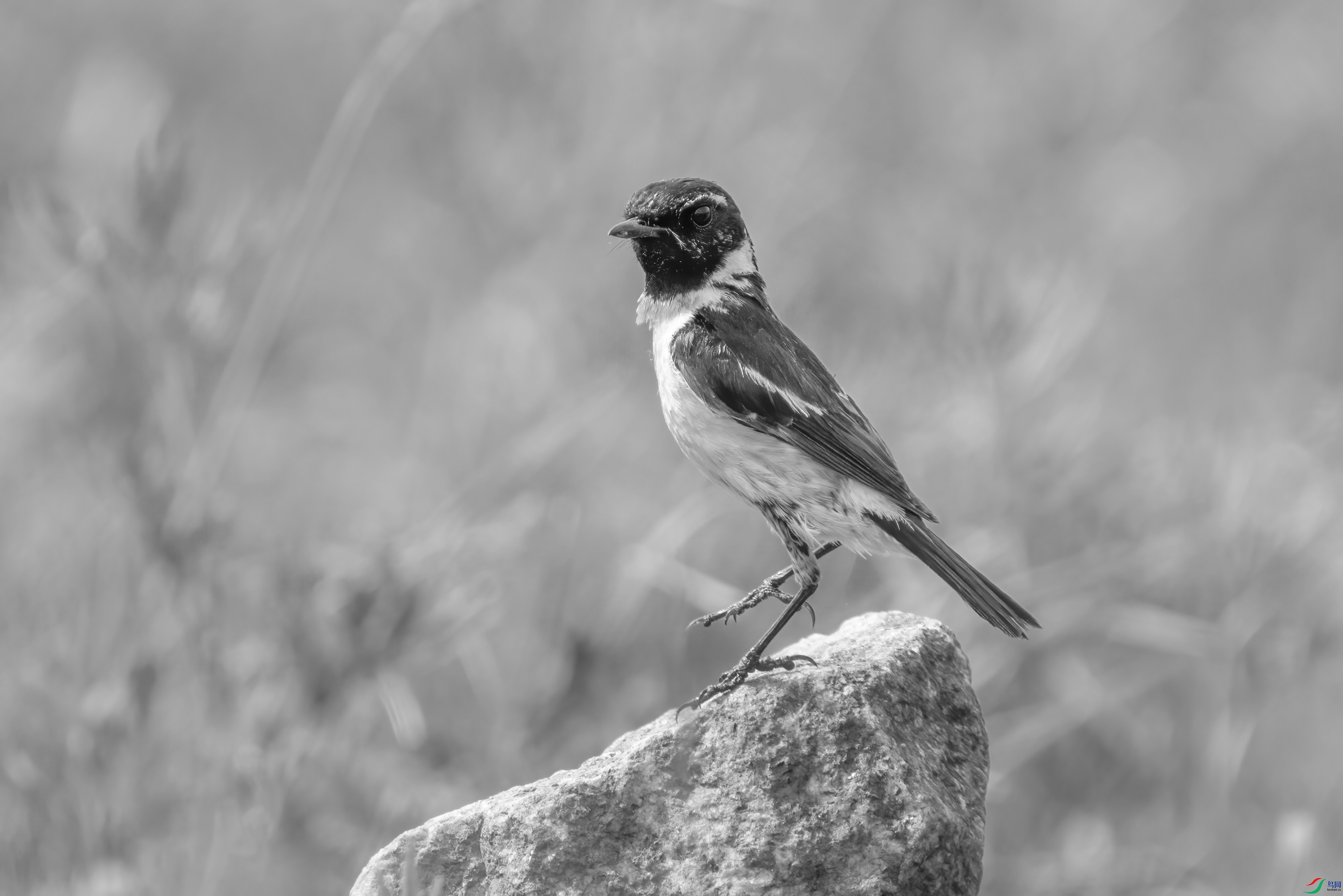 DSC01183 ����.jpg