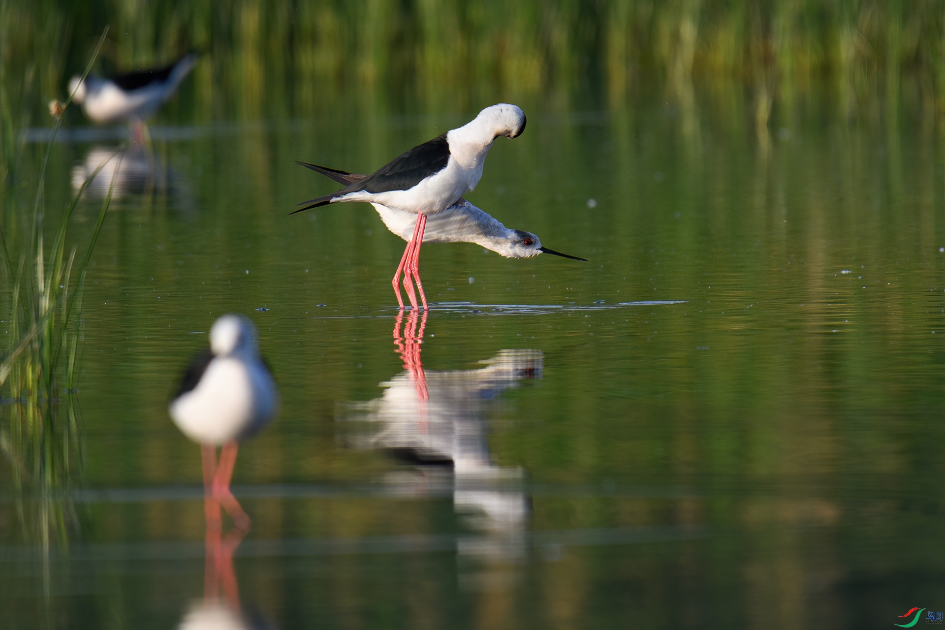 DSC_5912-20240717�� .jpg