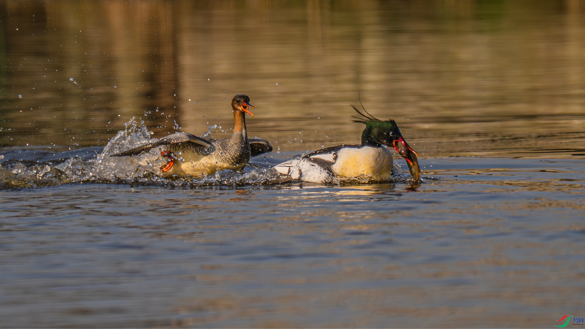 DSC_7788 ����_����.jpg