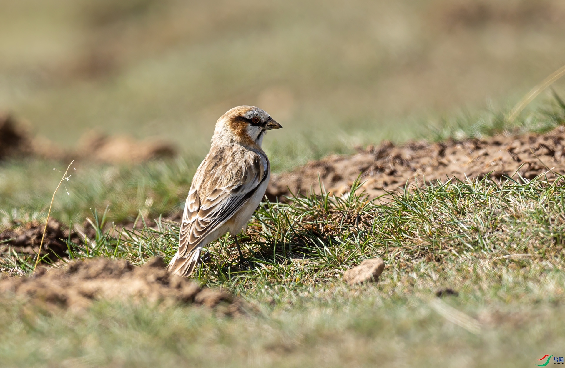 066A4515 ����.jpg