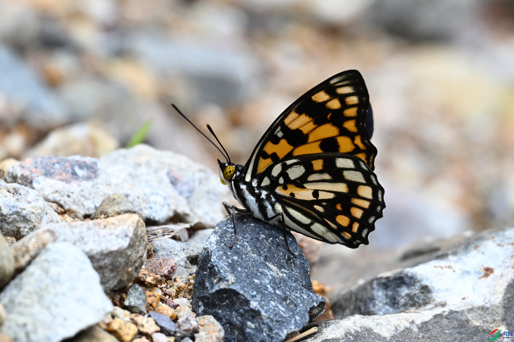 DSC_2915.JPG