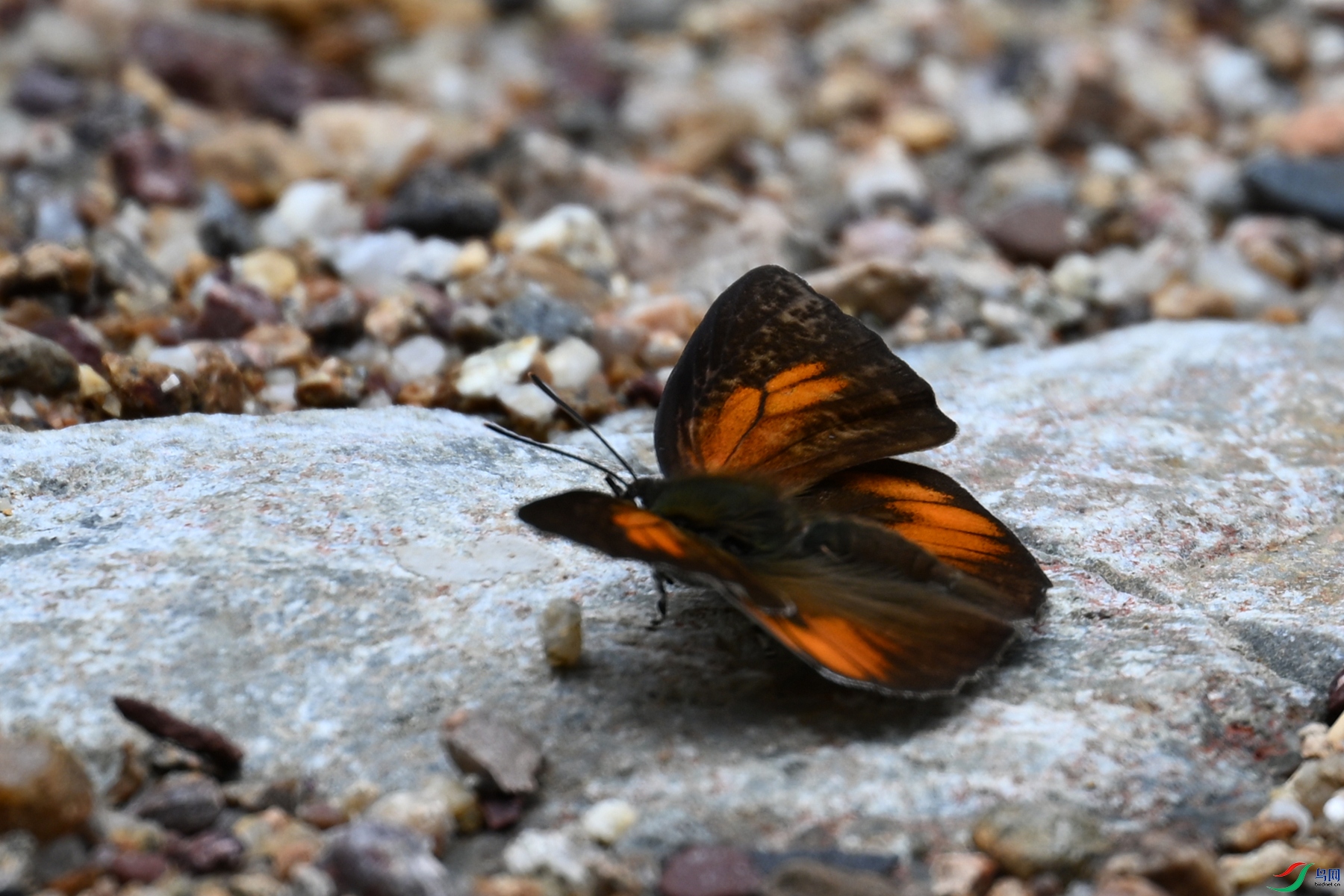 DSC_2947.JPG