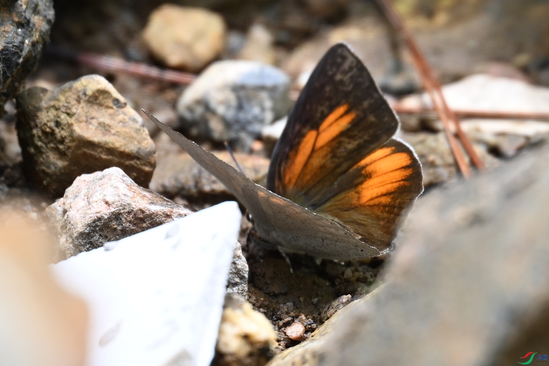 DSC_2920.JPG