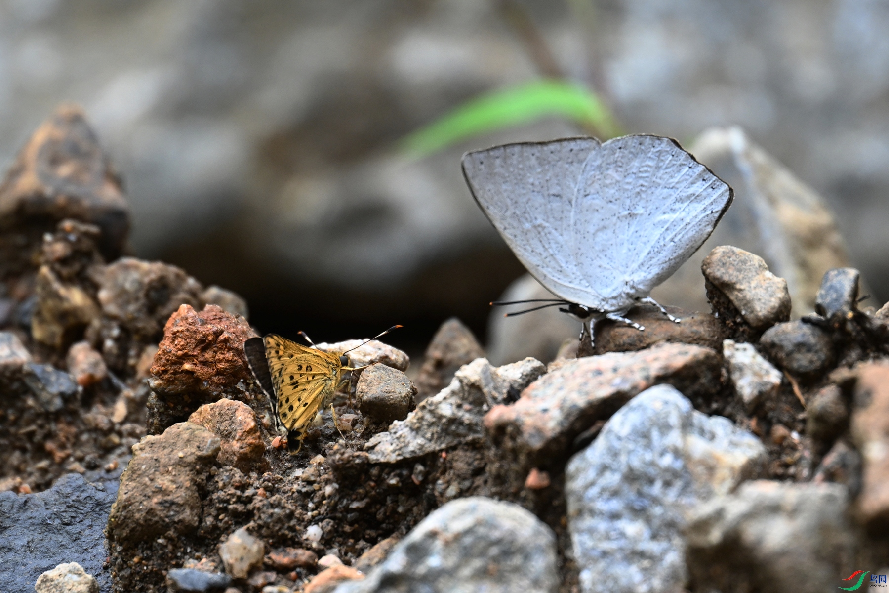 DSC_2935.JPG