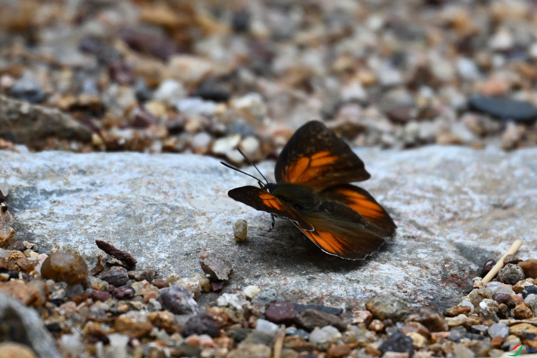 DSC_2952.JPG