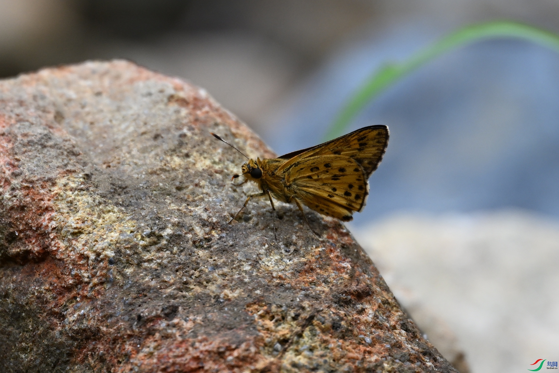 DSC_2944.JPG