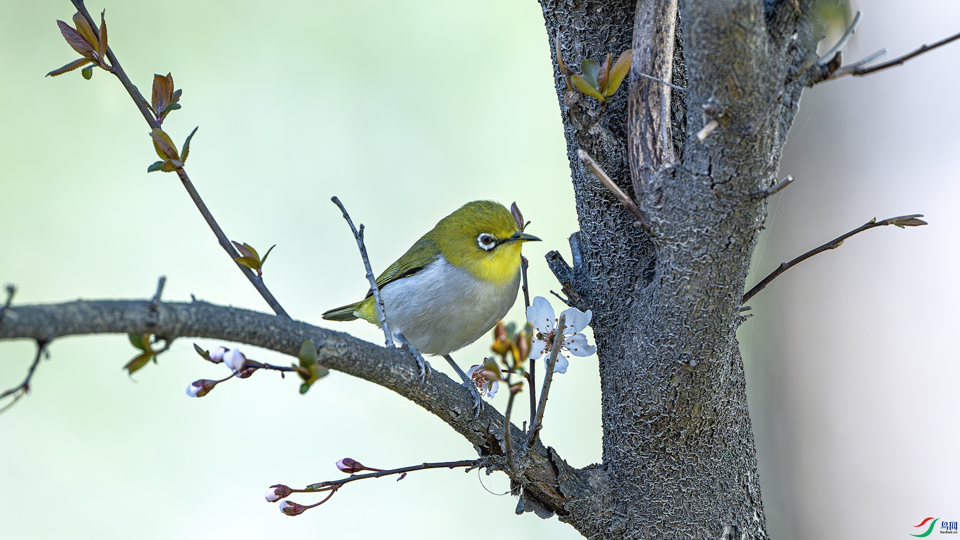 DSC_3811-����ǿ-NR ����.jpg