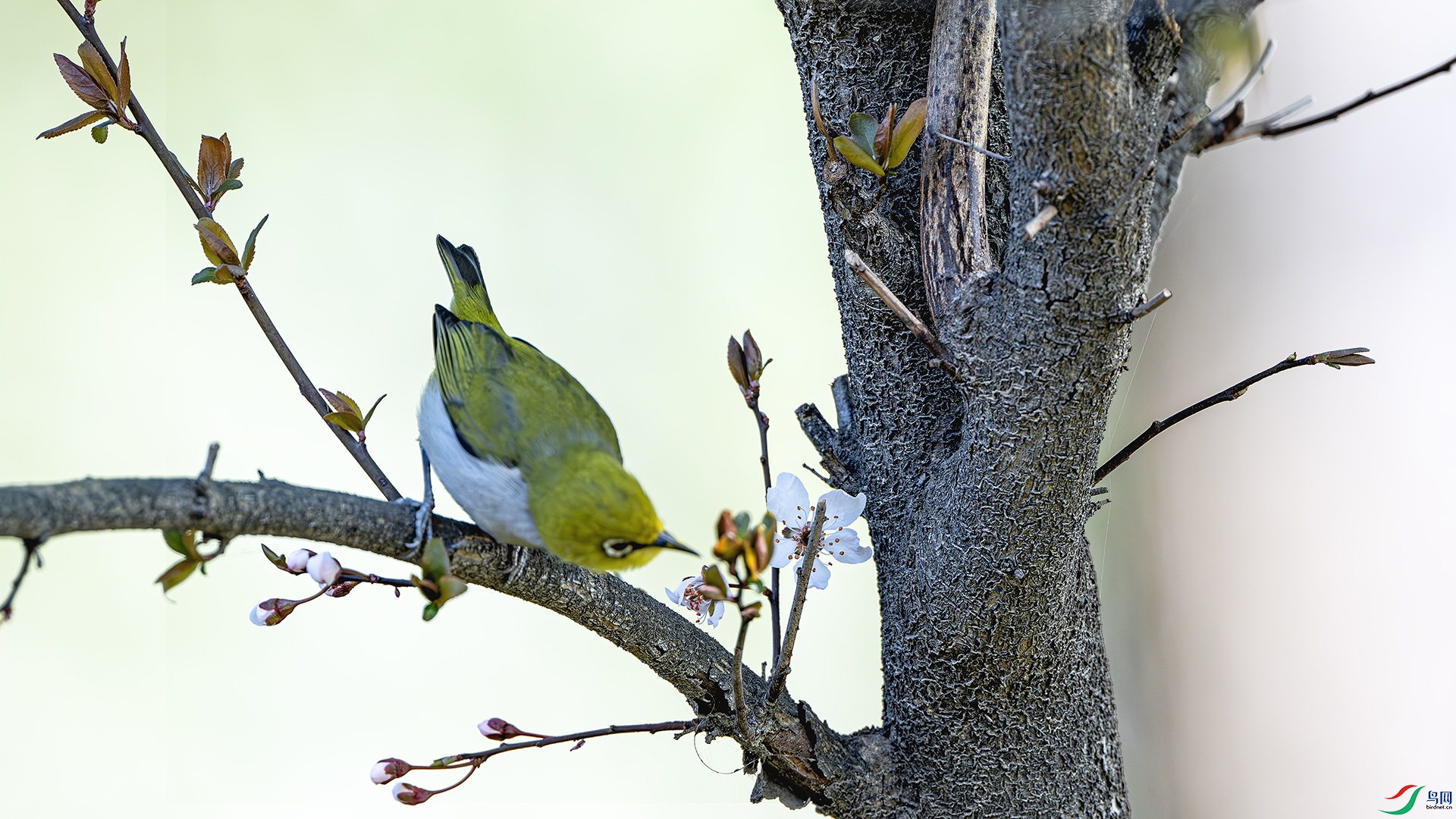 DSC_3817-����ǿ-NR ����.jpg