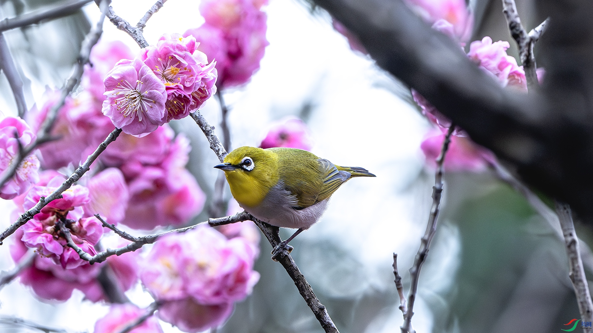 DSC_8345-����ǿ-NR ����.jpg