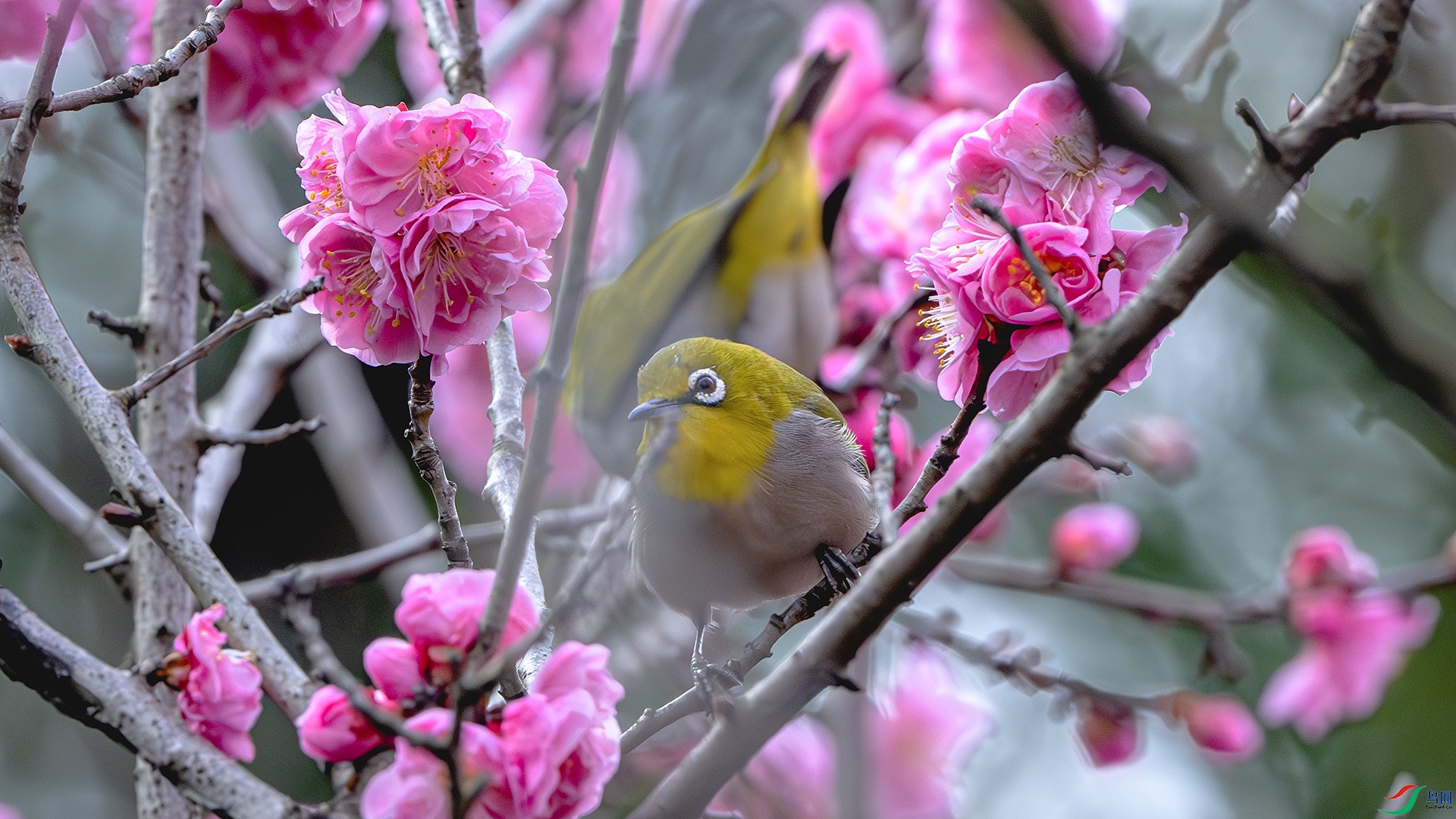 DSC_8391-����ǿ-NR ����.jpg