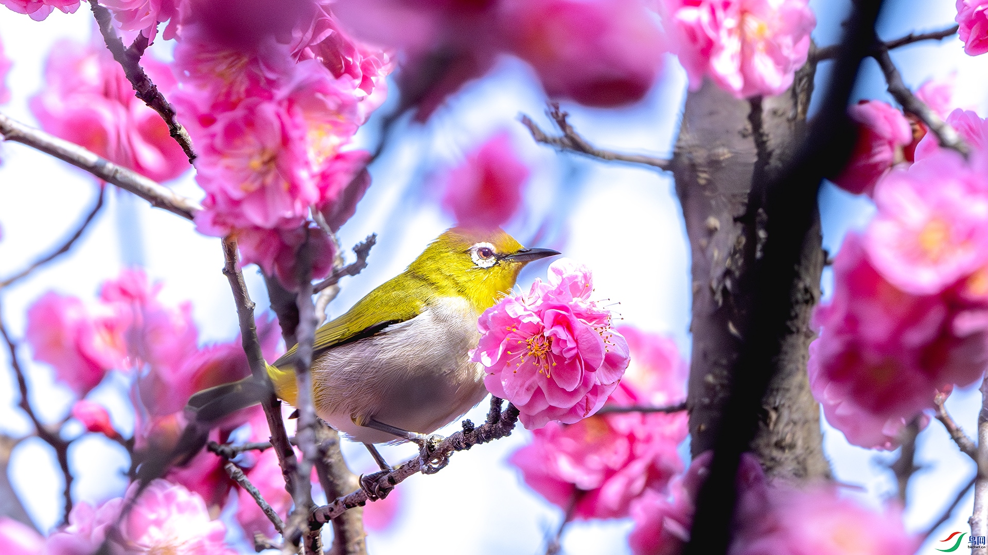 DSC_8421-����ǿ-NR ����.jpg