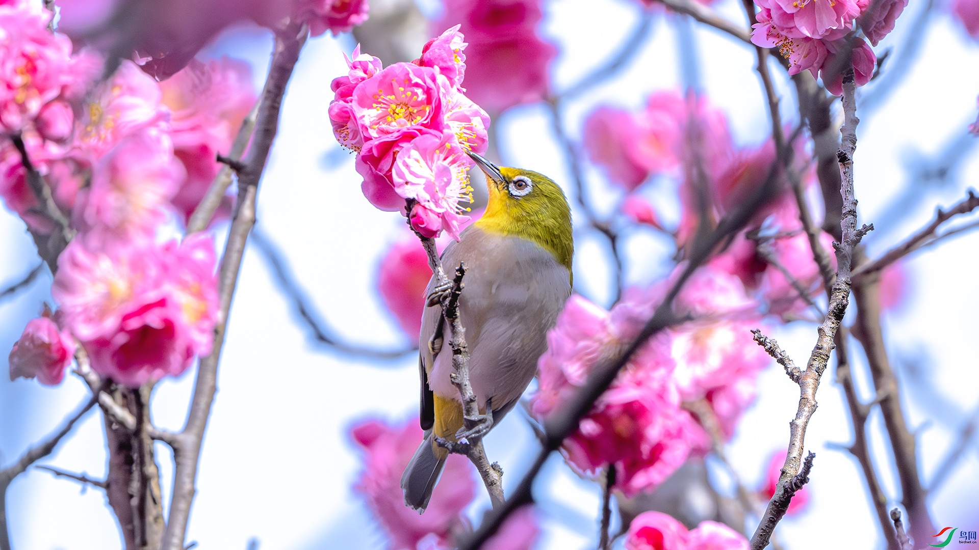 DSC_8448-����ǿ-NR ����.jpg