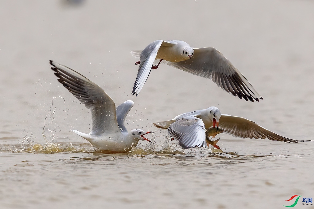 0G6A3266 ����.jpg