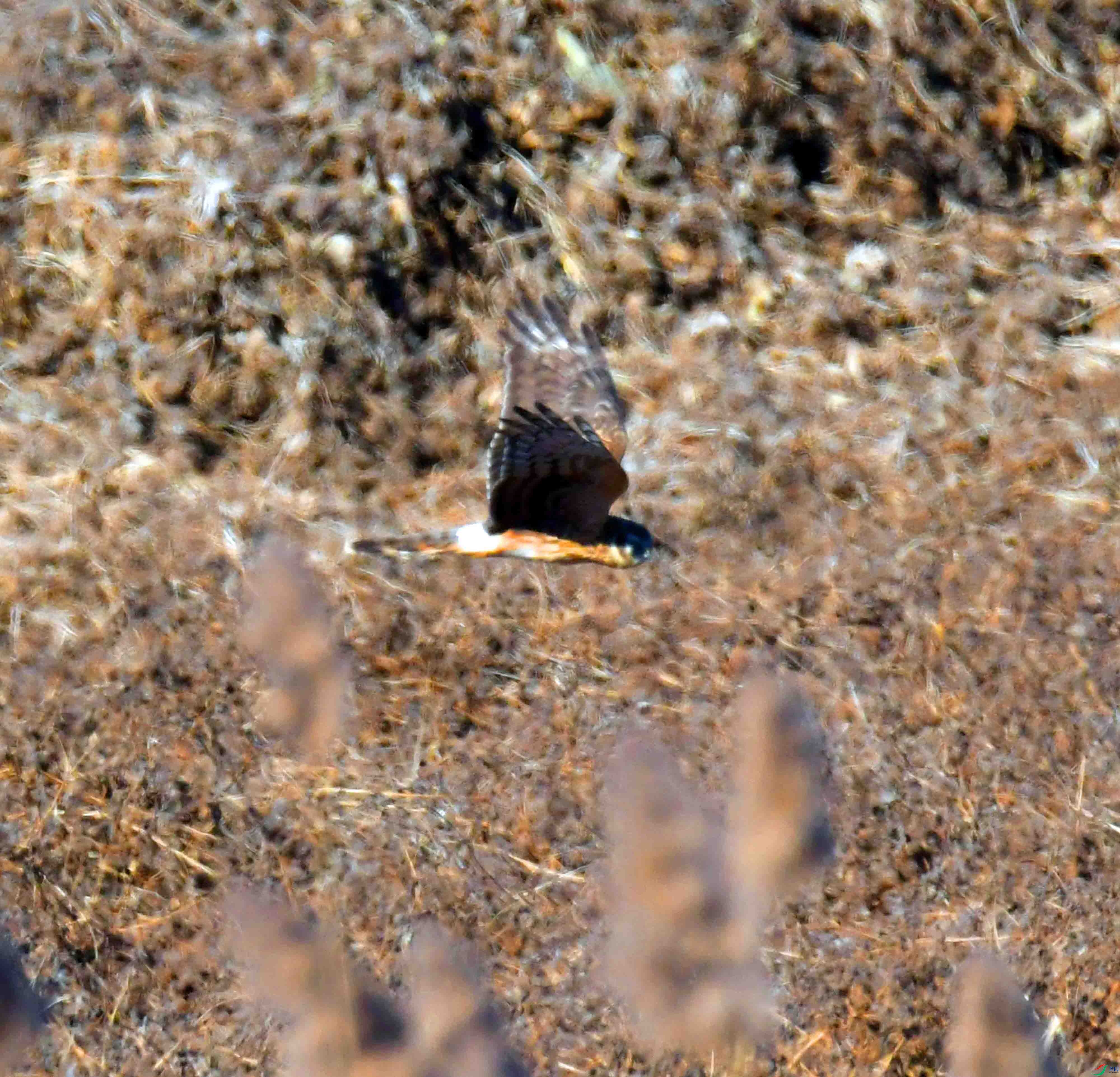 DSC_8441.JPG