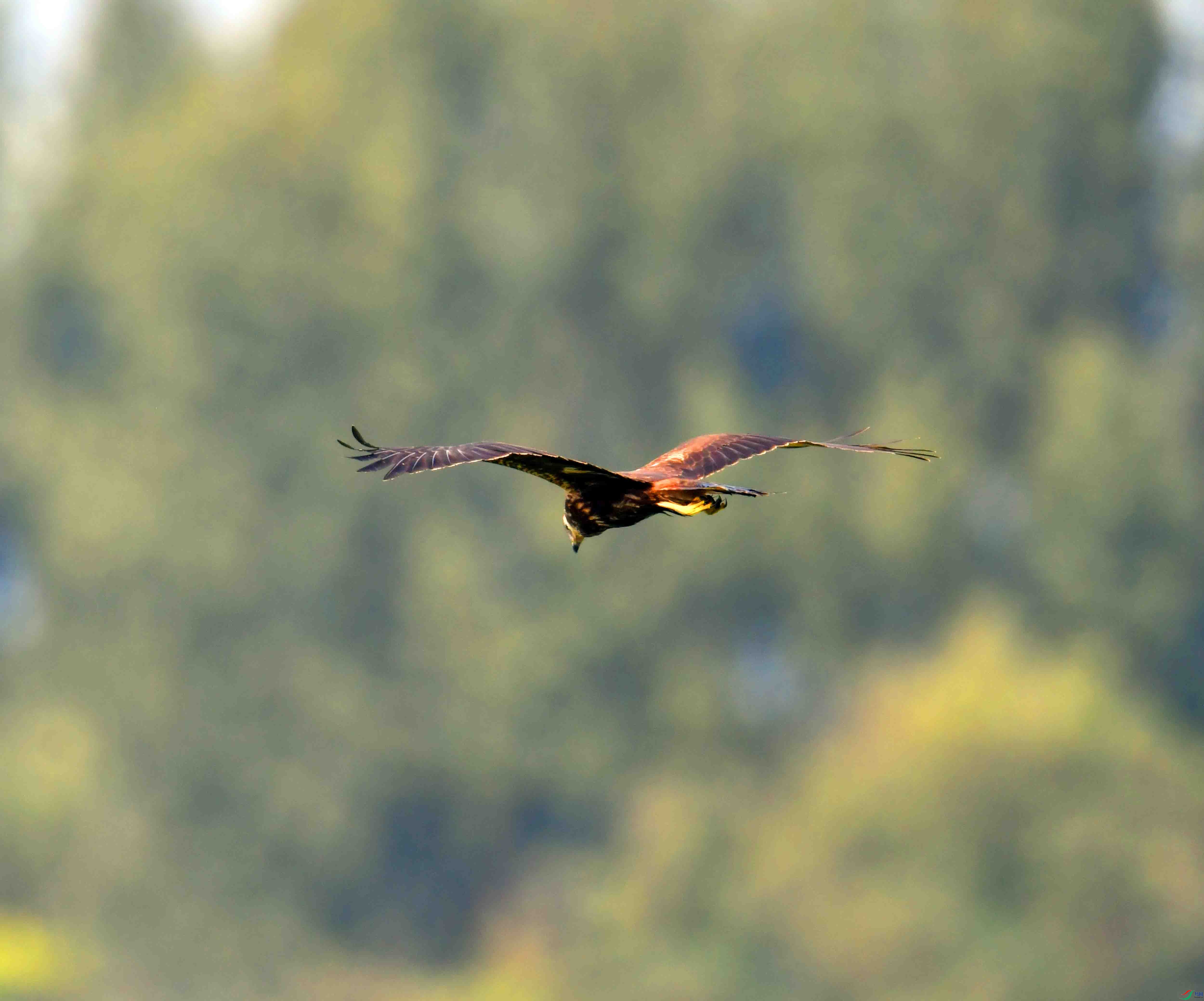 DSC_8519.JPG