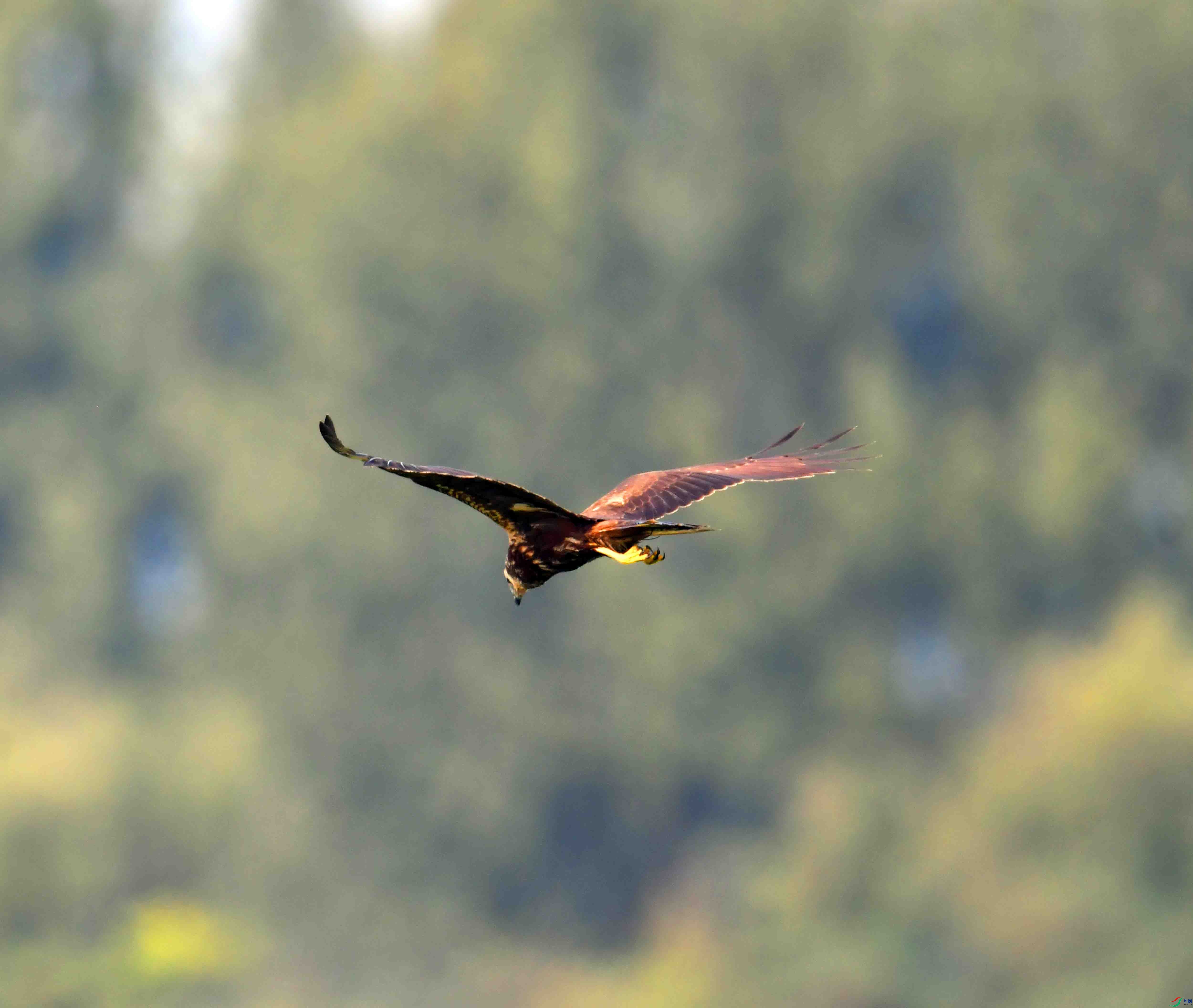 DSC_8520.JPG