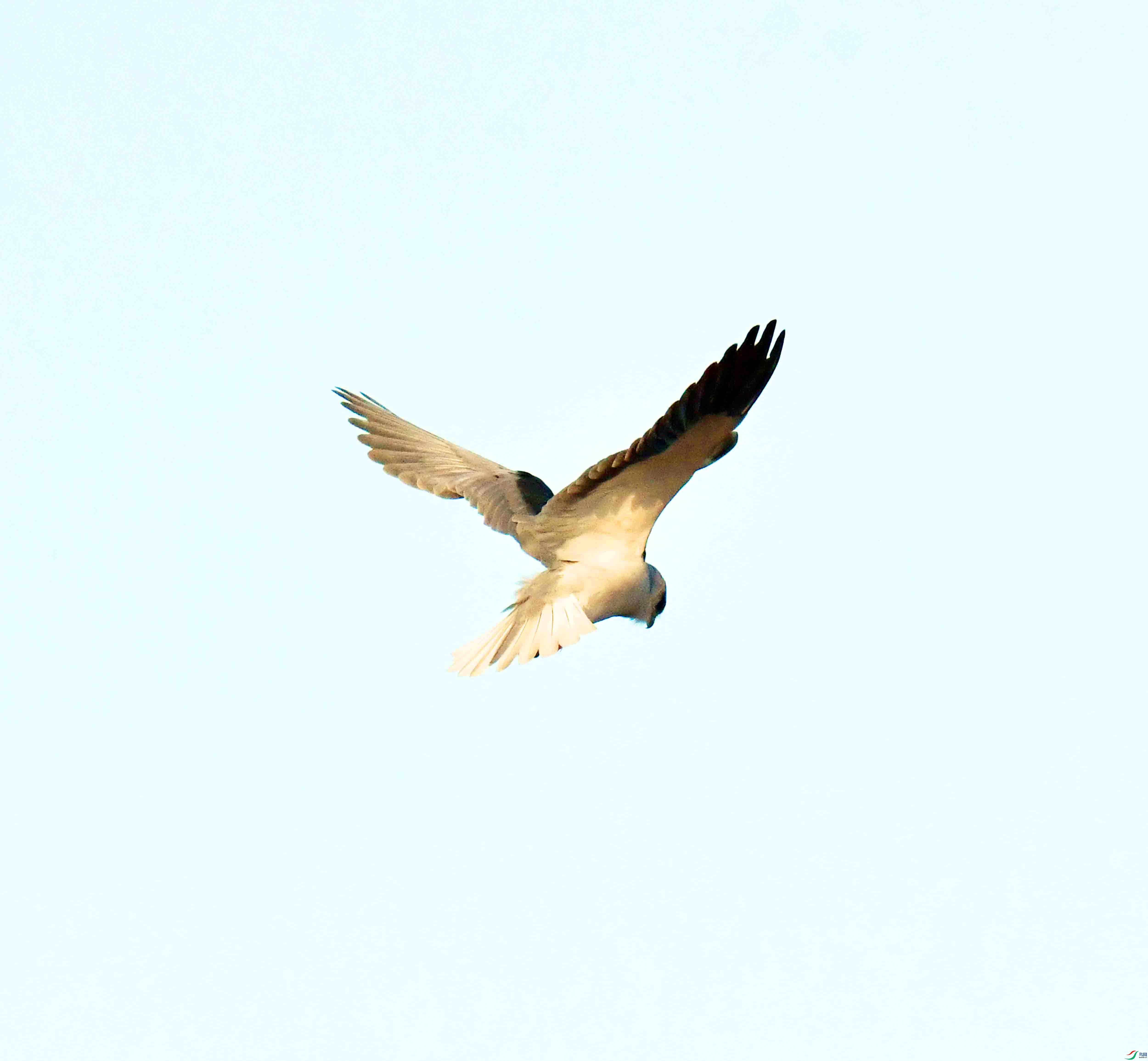 DSC_9368.JPG