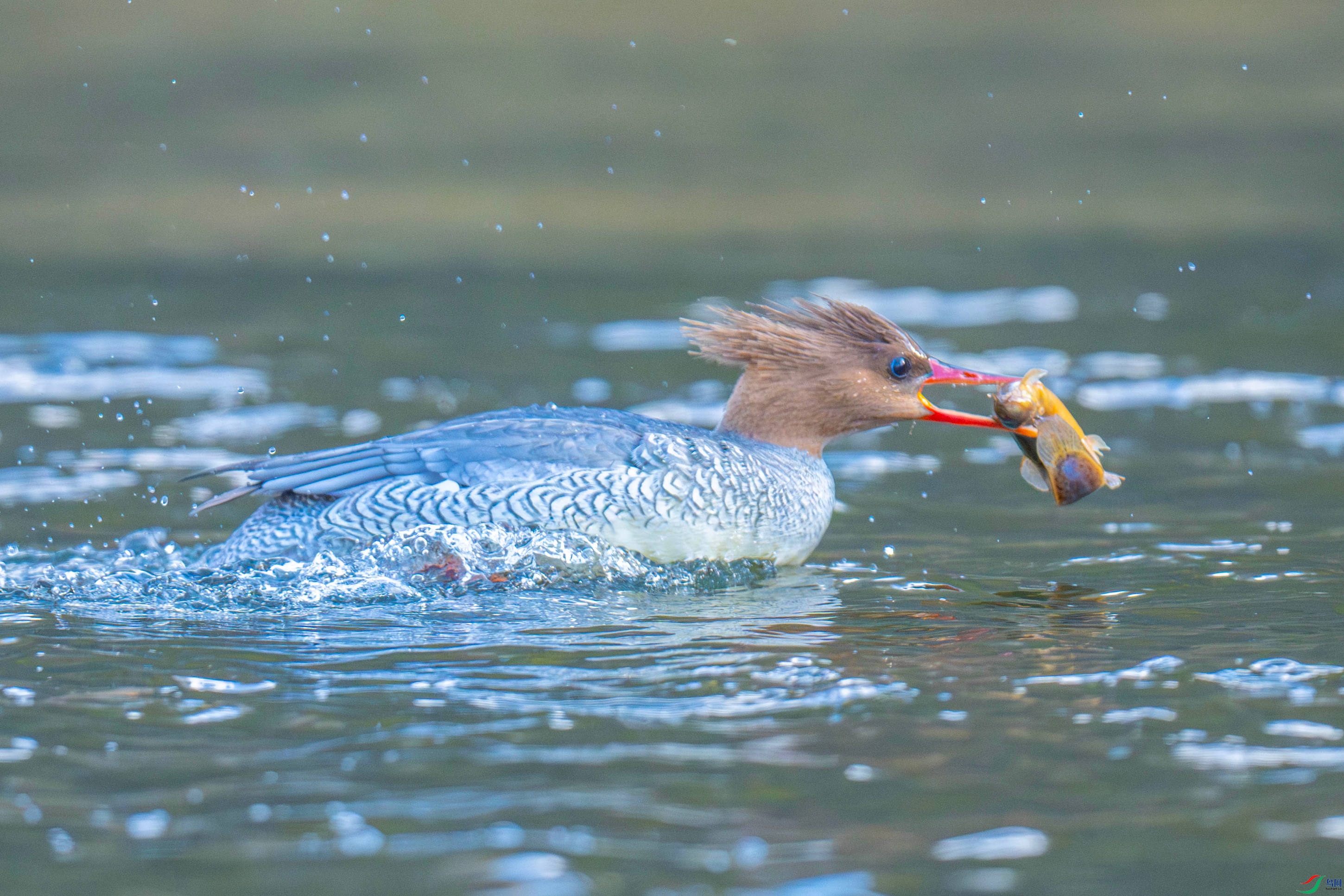 �л���ɳѼ (8).jpg