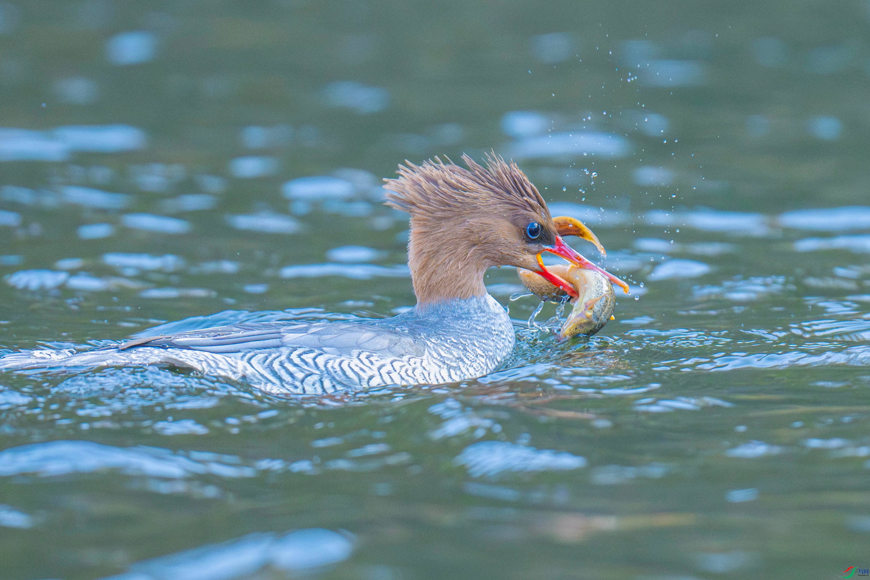 �л���ɳѼ (14).jpg