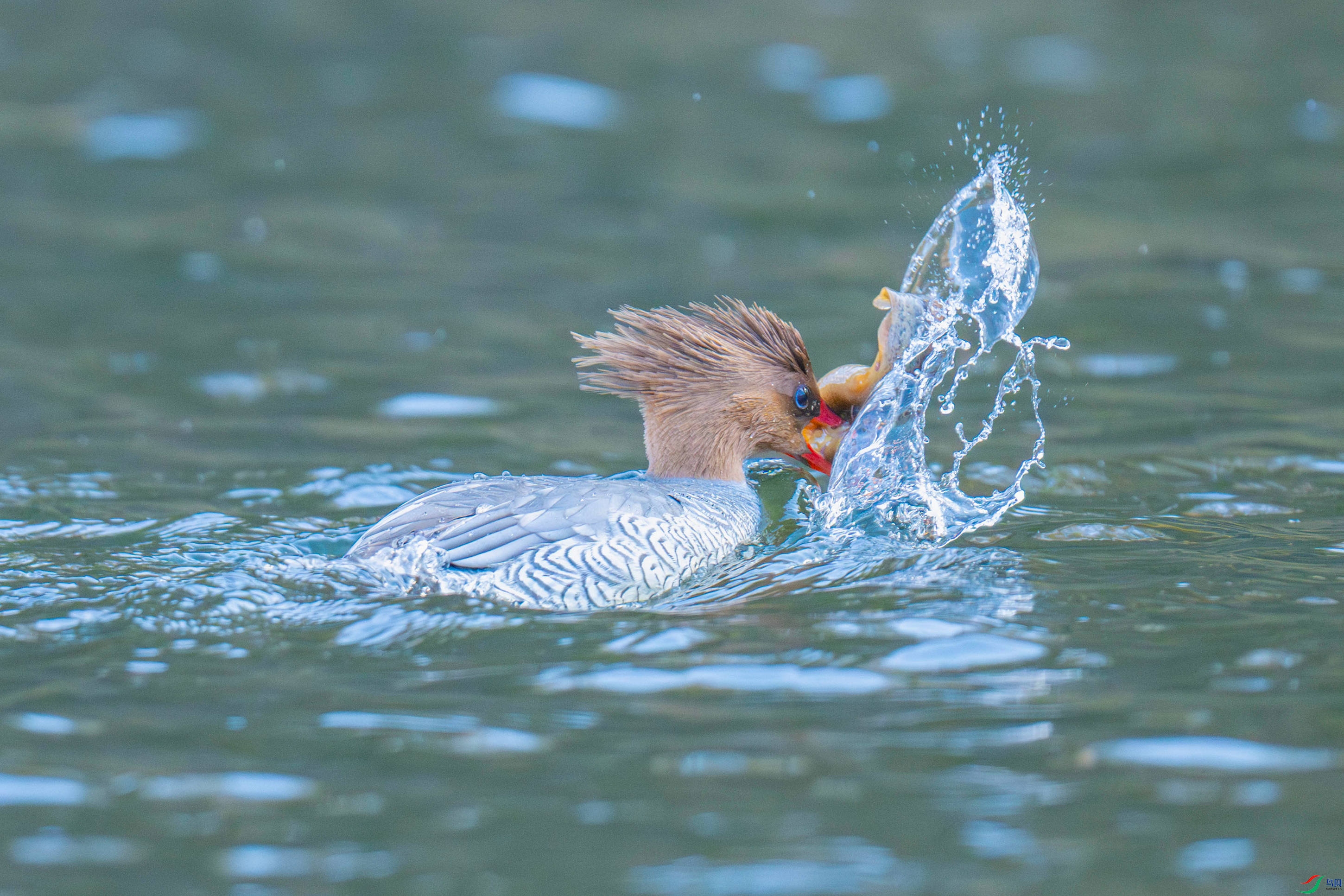 �л���ɳѼ (17).jpg