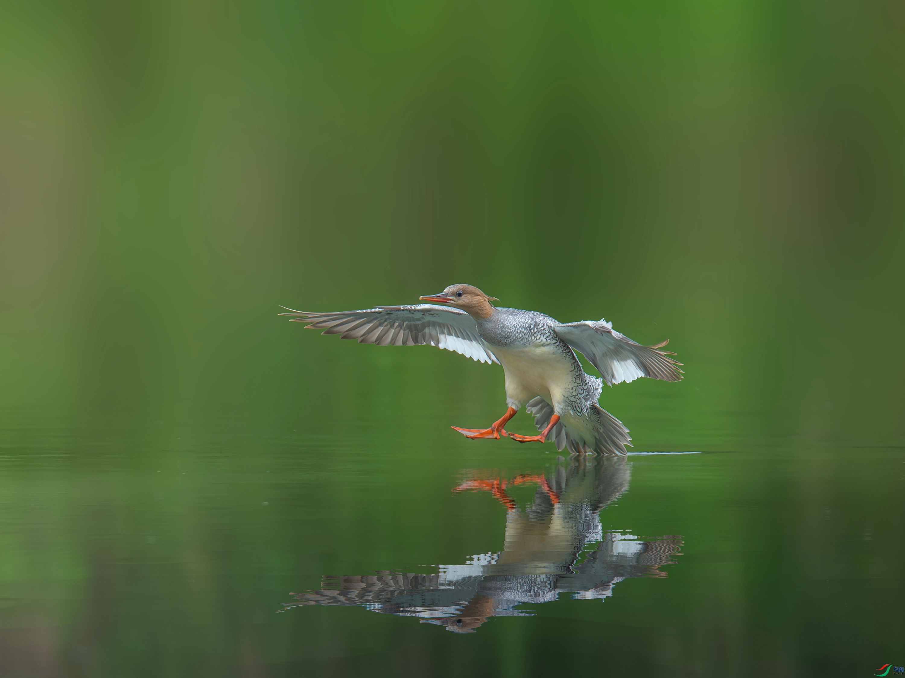 �л���ɳѼ (21).jpg