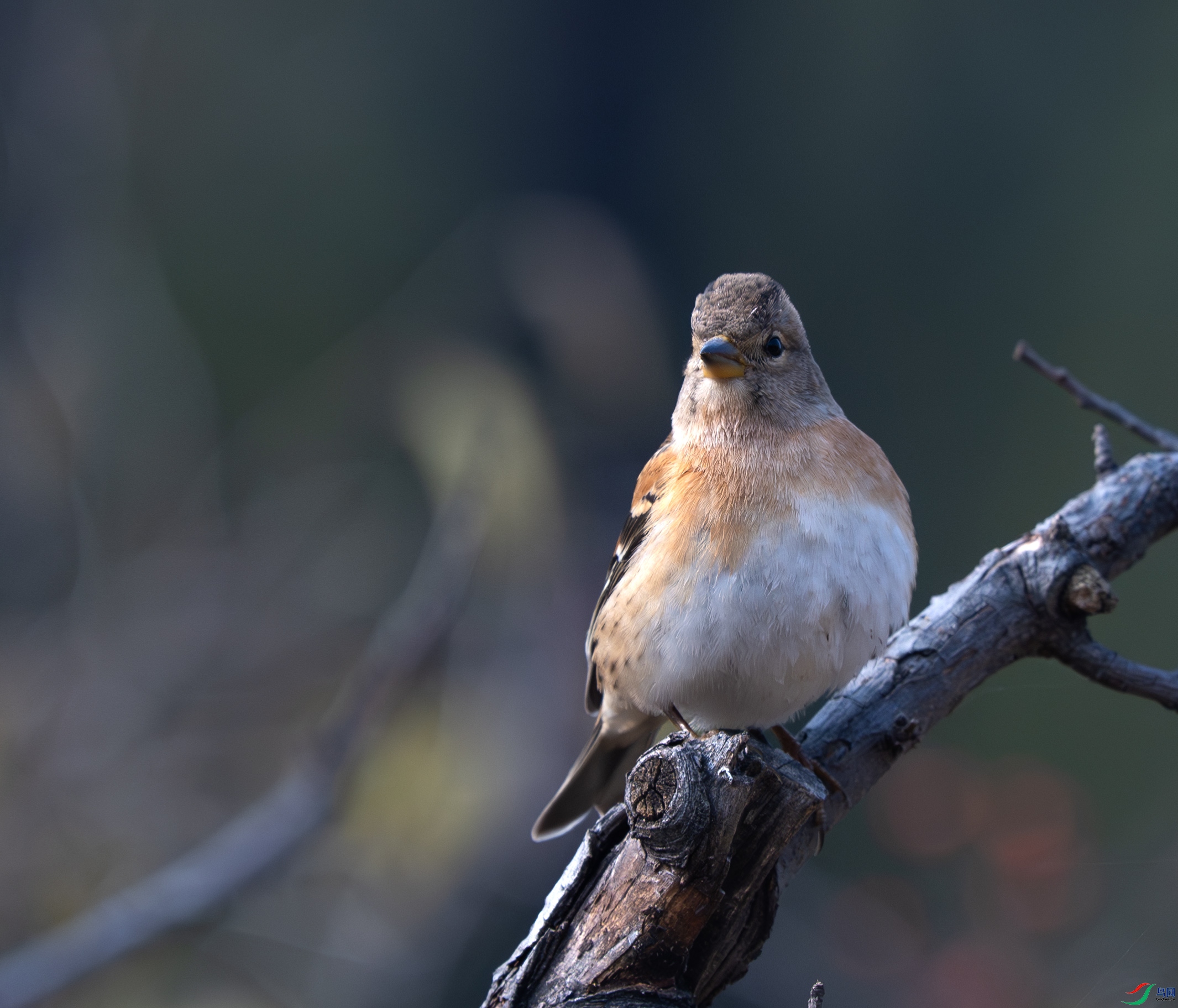 Y25_4442-����ǿ-NR ����.jpg