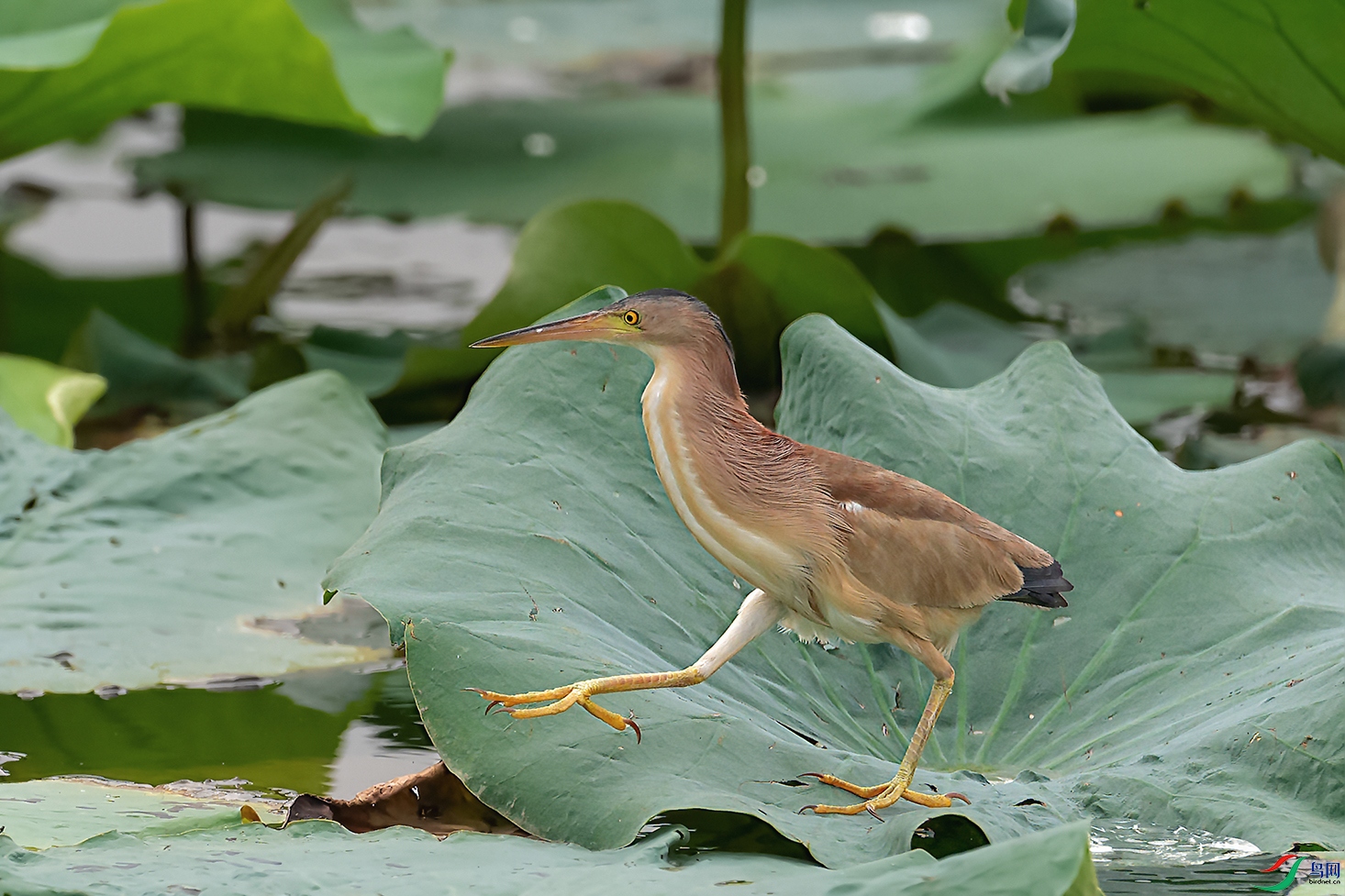 DSC_6463_DxOa.jpg