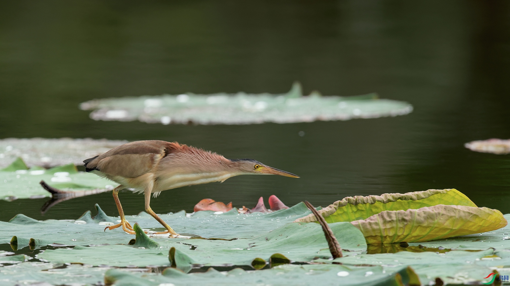 DSC_7831_DxOa.jpg