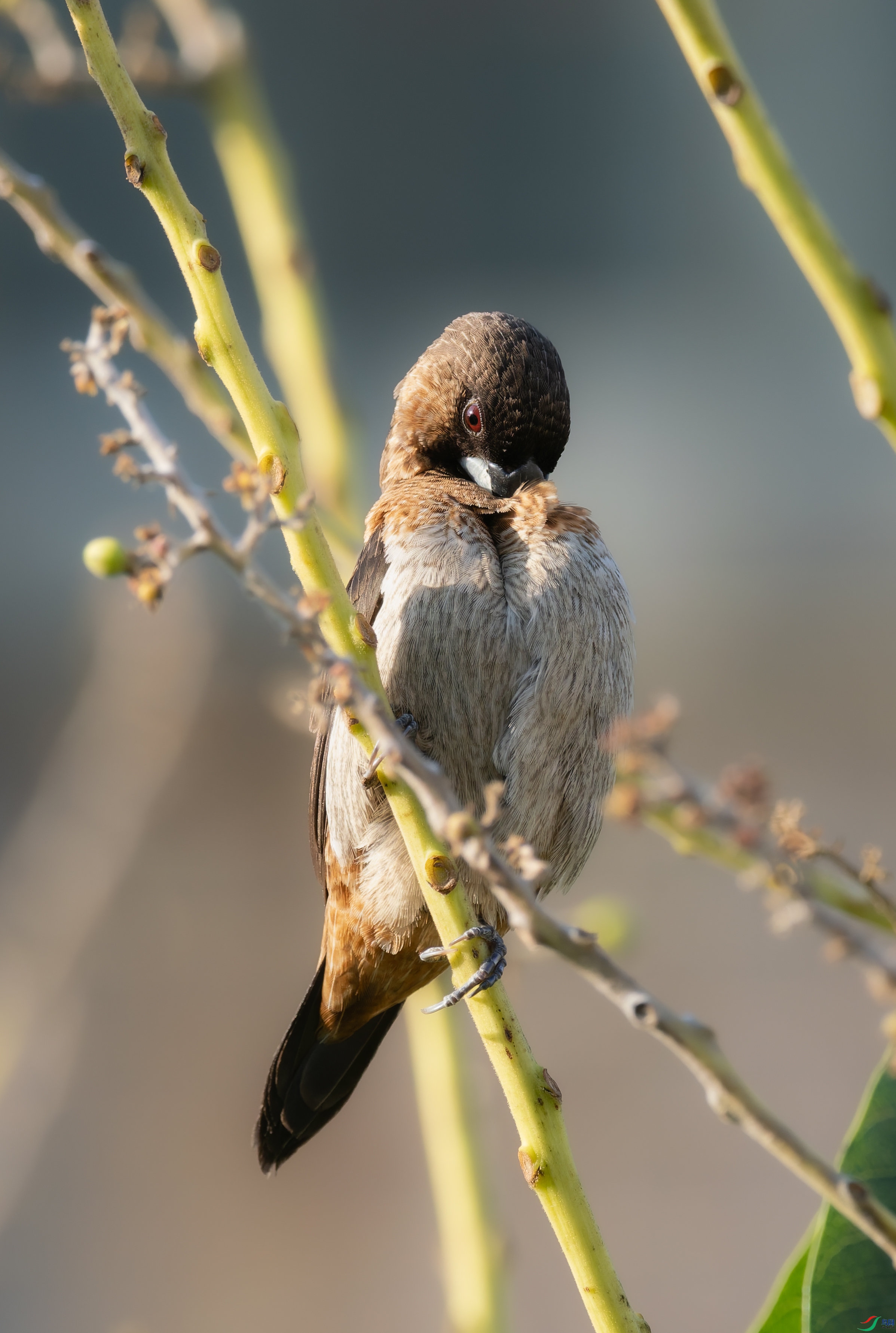 P3130024-DxO_DeepPRIME 3_����.jpg