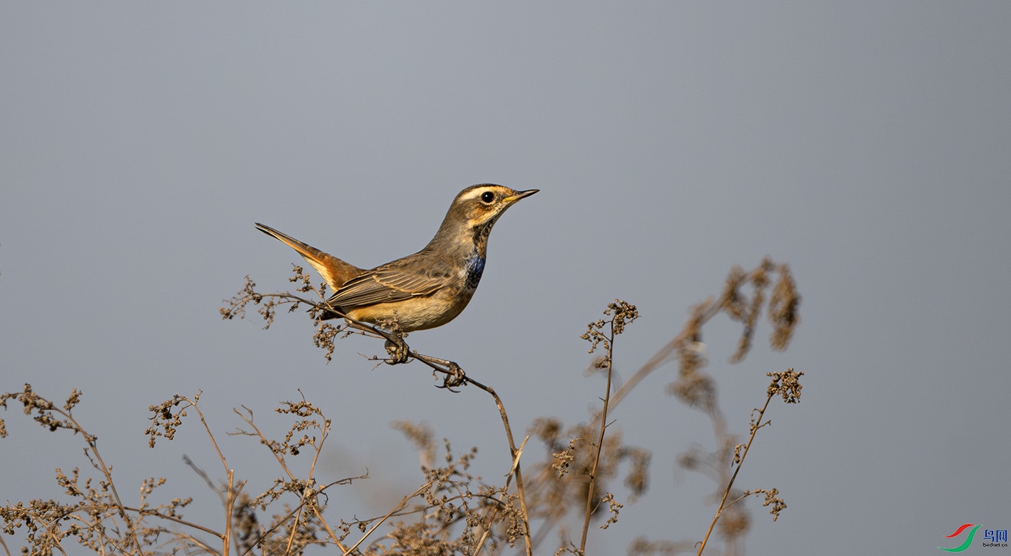 _DSC0857-����ǿ-NR ����.jpg