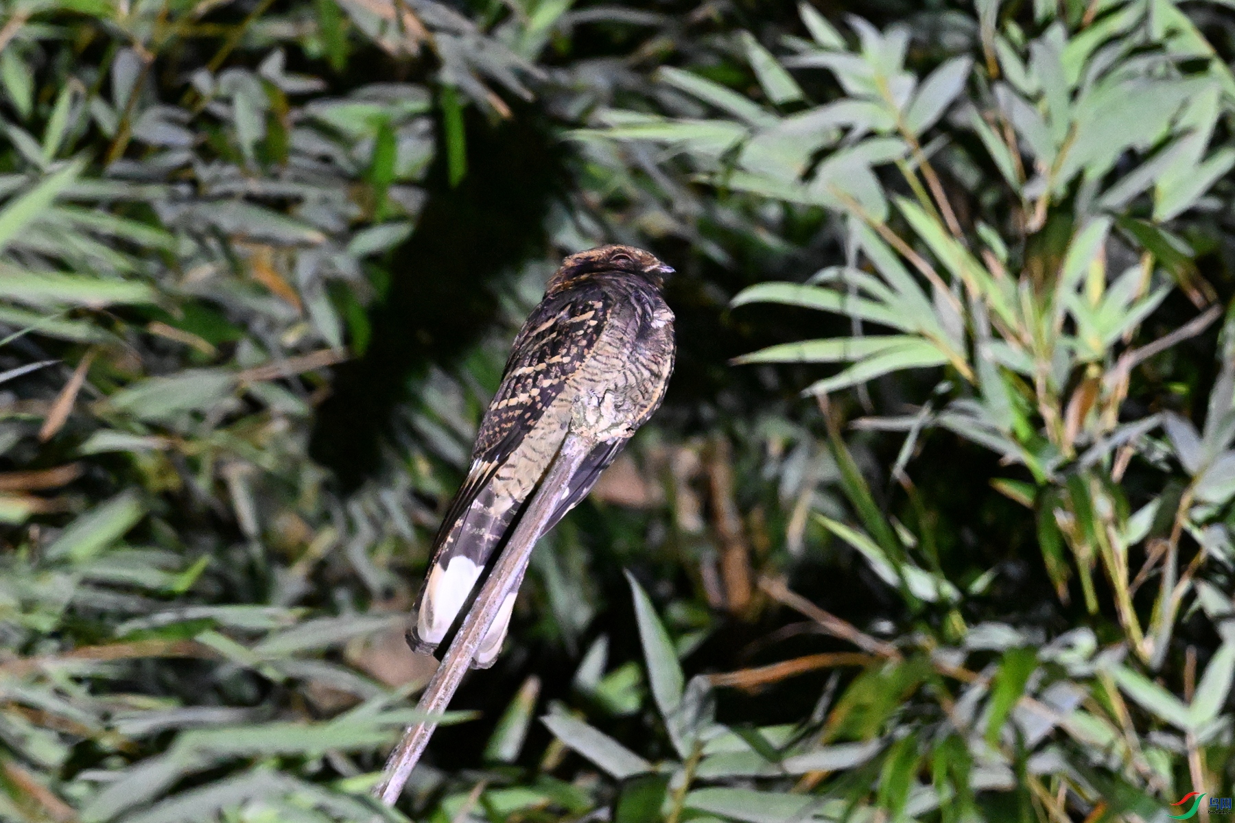 DSC_6675.JPG